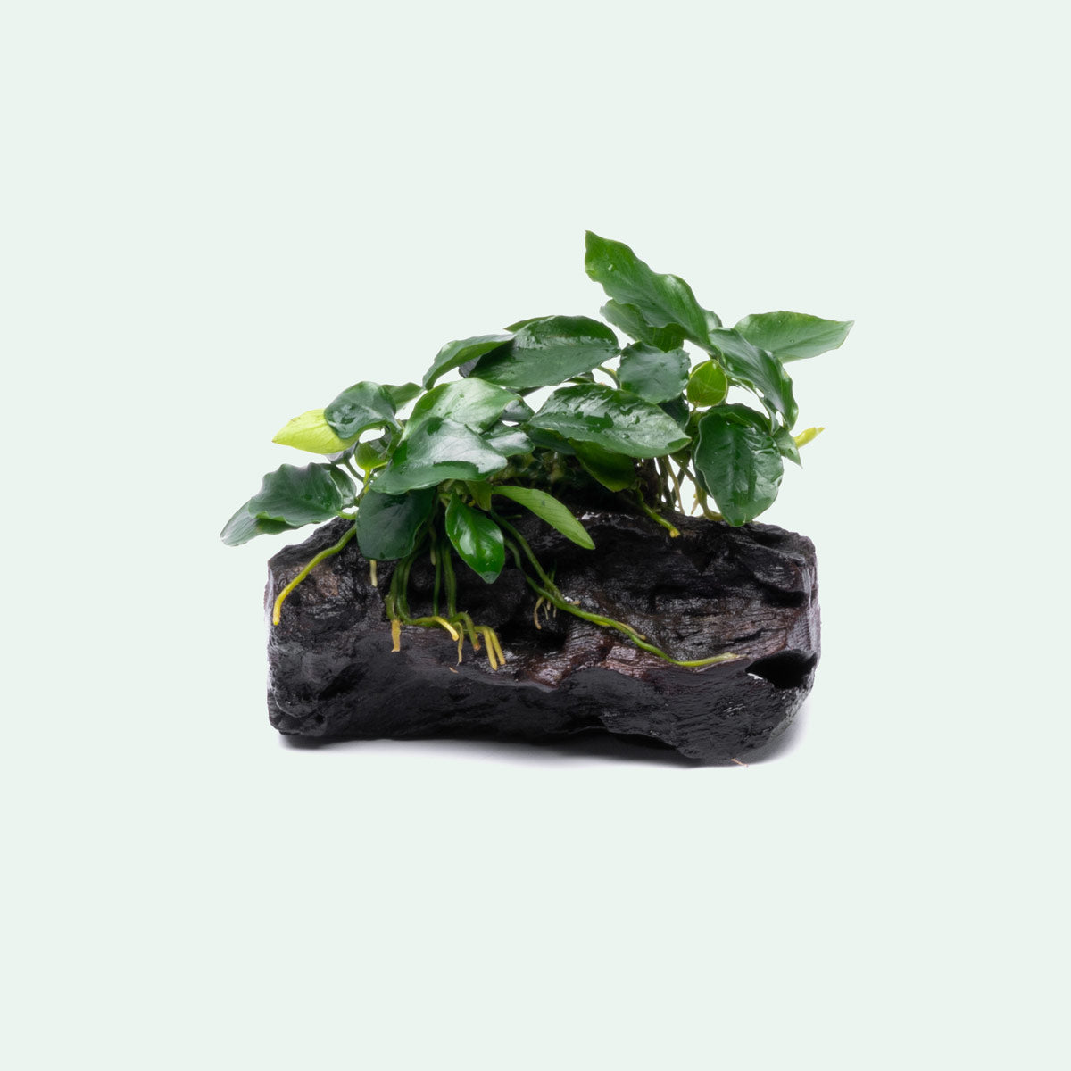 Anubias Nana Long Wavy Driftwood - Live Aquarium Plant for Fish Tank Decor | Perfect for Freshwater Aquascaping, Shrimp Tanks & Natural Aquatic Displays