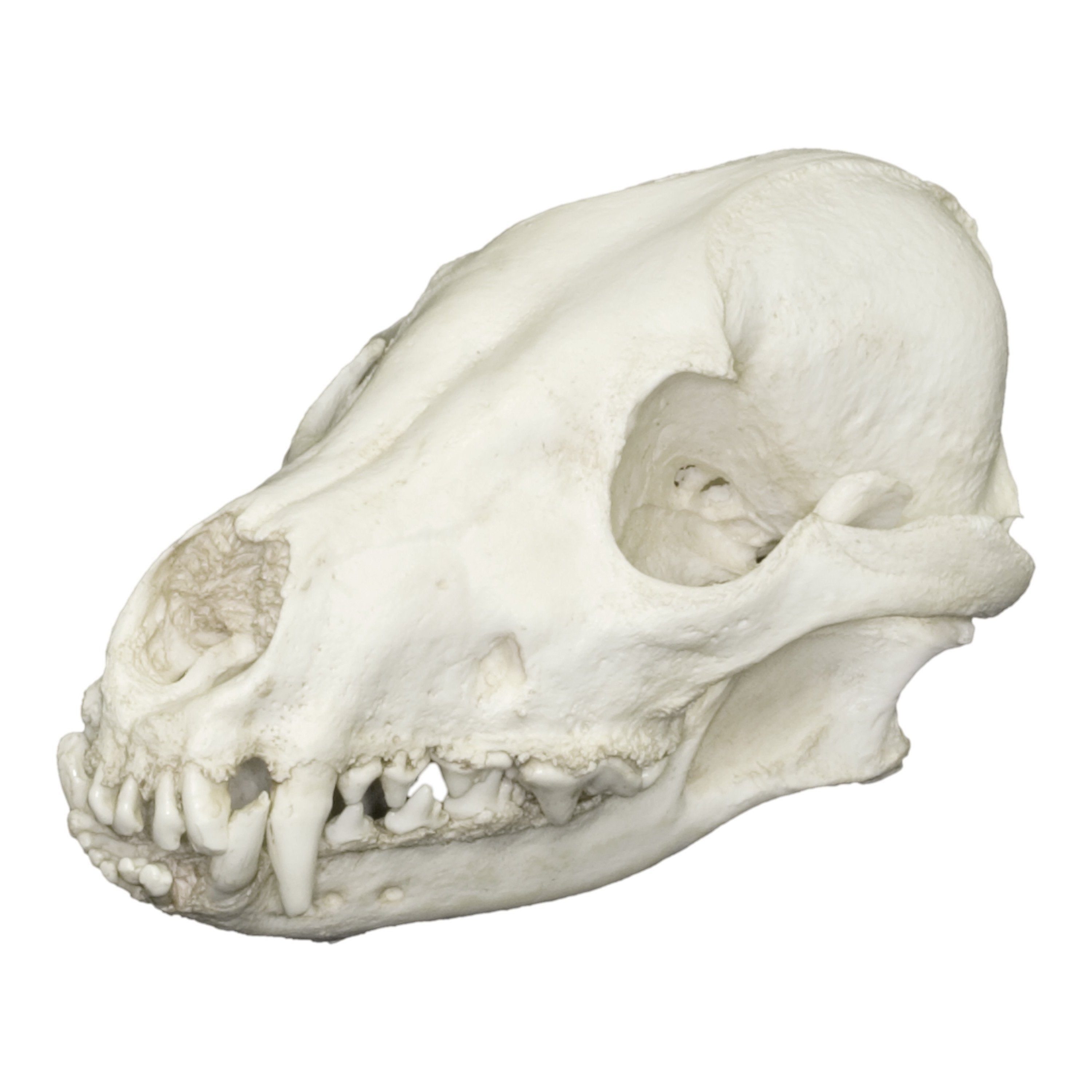 Authentic Replica Dhole Skull - High-Quality Animal Skull Model for Home Decor, Taxidermy, and Educational Use