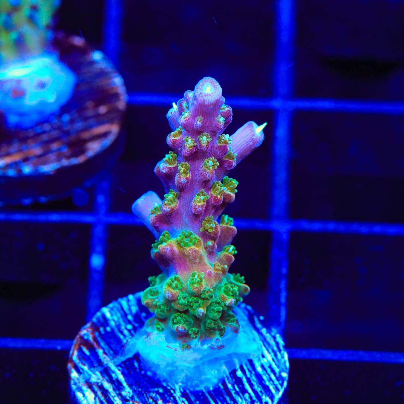 Premium BC Bubblebath Unicorn Acropora Coral for Saltwater Aquariums - Vibrant Colored Live Coral for Reef Tanks & Marine Aquascaping