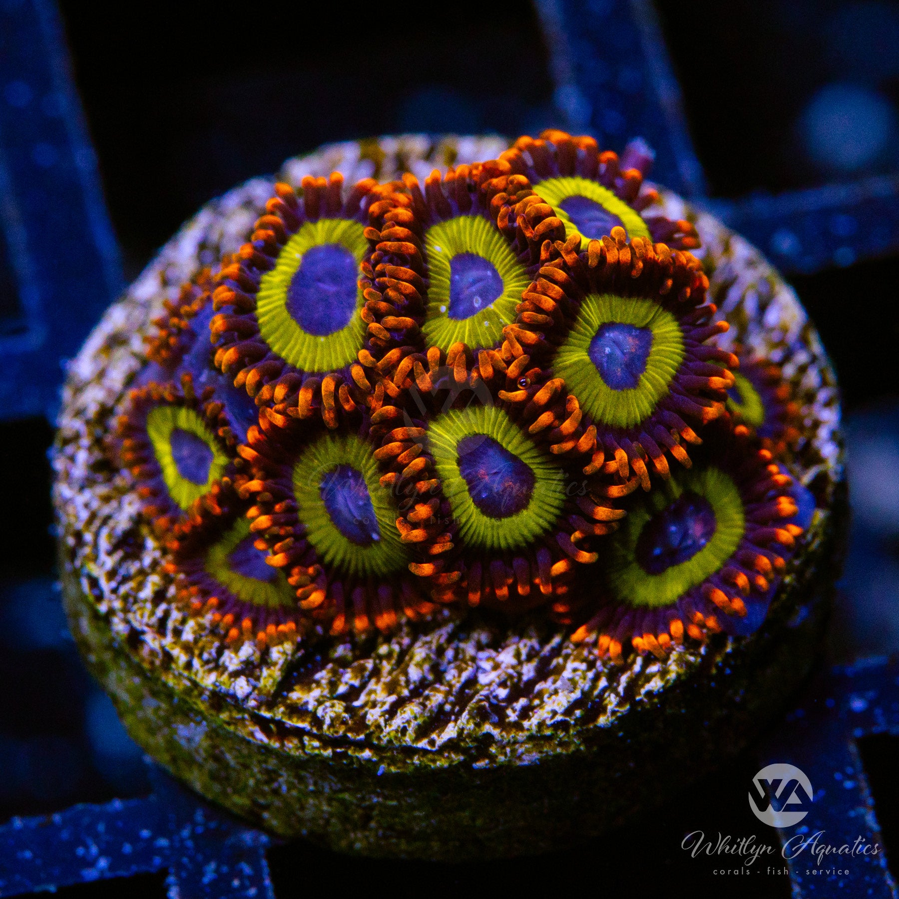 Premium Aquacultured Fruit Loops Zoanthid Coral for Saltwater Reef Tanks – Vibrant Colors & Easy Care for Beginners