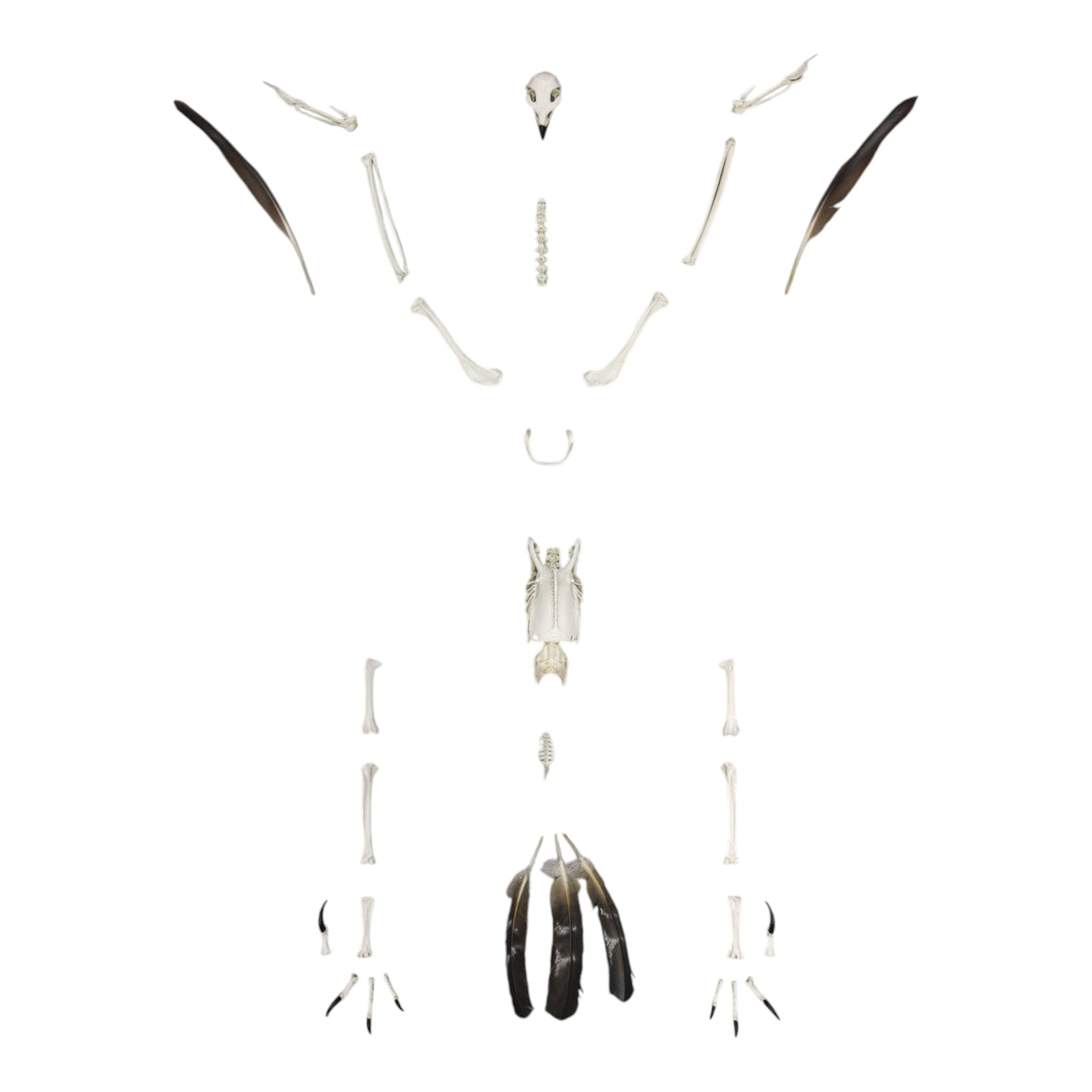 Authentic Golden Eagle Skeleton Replica - Premium Quality Collectible for Home Decor, Classroom Education & Natural History Displays