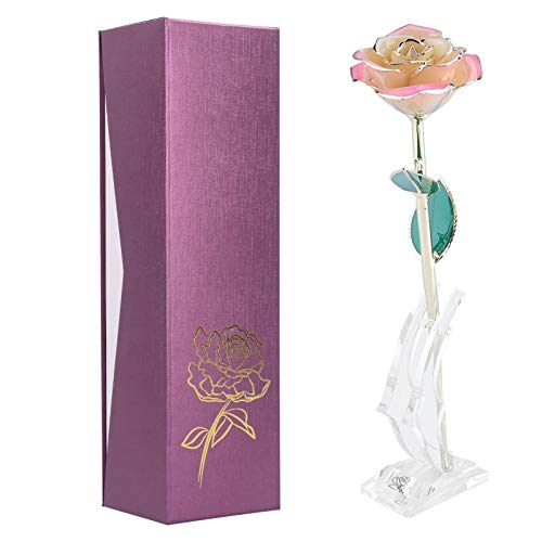 White Pink Rose