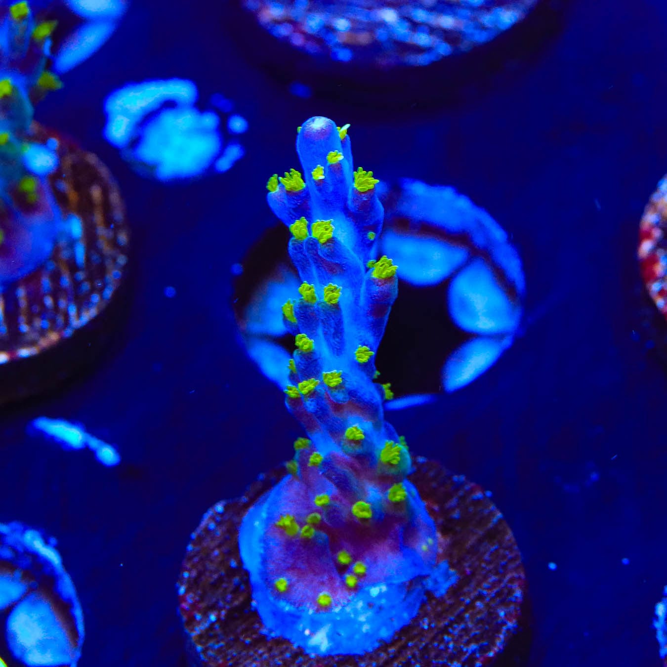 Garf Bonsai Acropora Coral - Premium Saltwater Aquarium Coral for Reef Tanks | Perfect for Marine Aquascaping and Coral Propagation