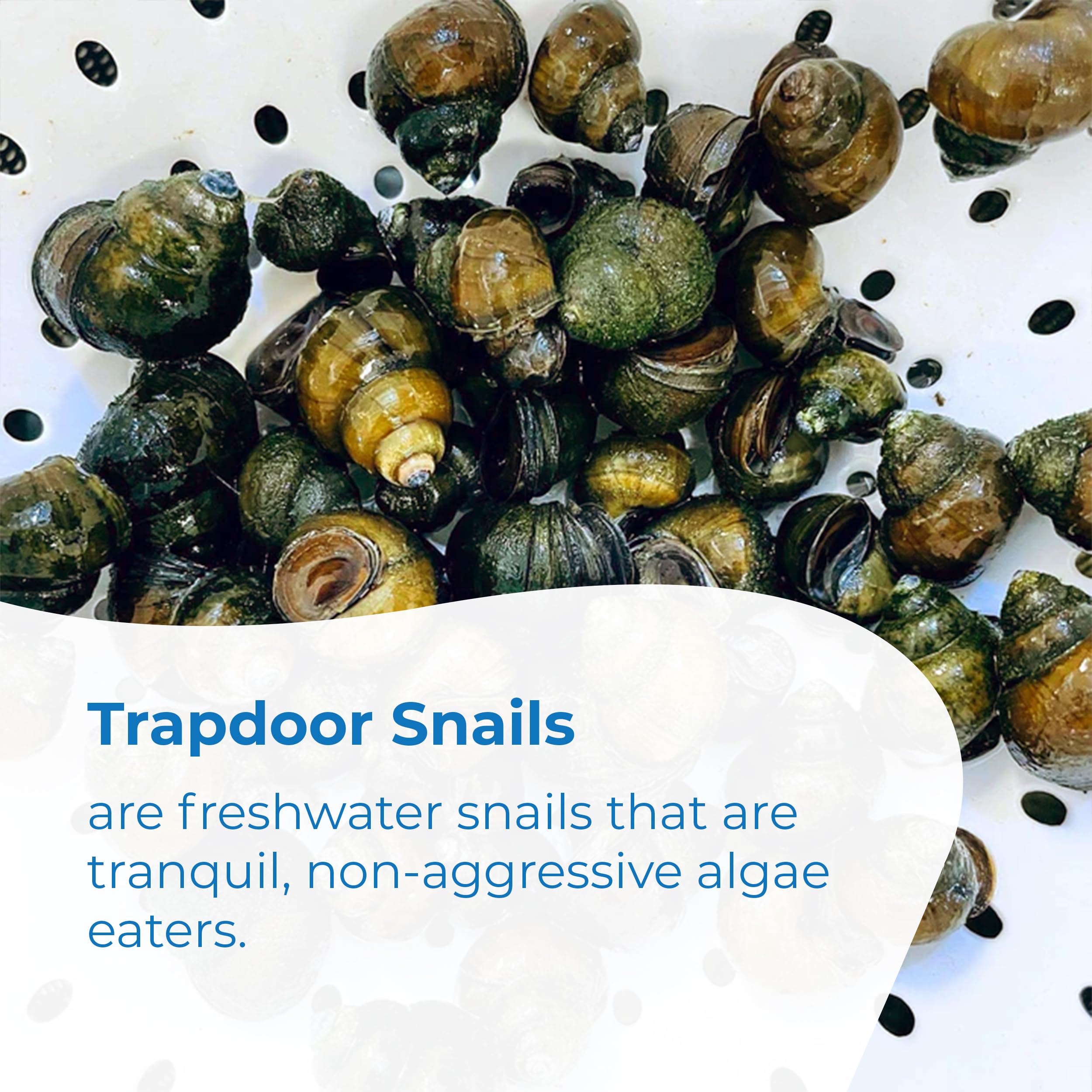 Live Toledo Goldfish, Crayfish & Trapdoor Snail Combo - 13 Each (26 Total) for Ponds, Aquariums & Fish Tanks | Perfect for Aquatic Ecosystems, Decoration & Algae Control