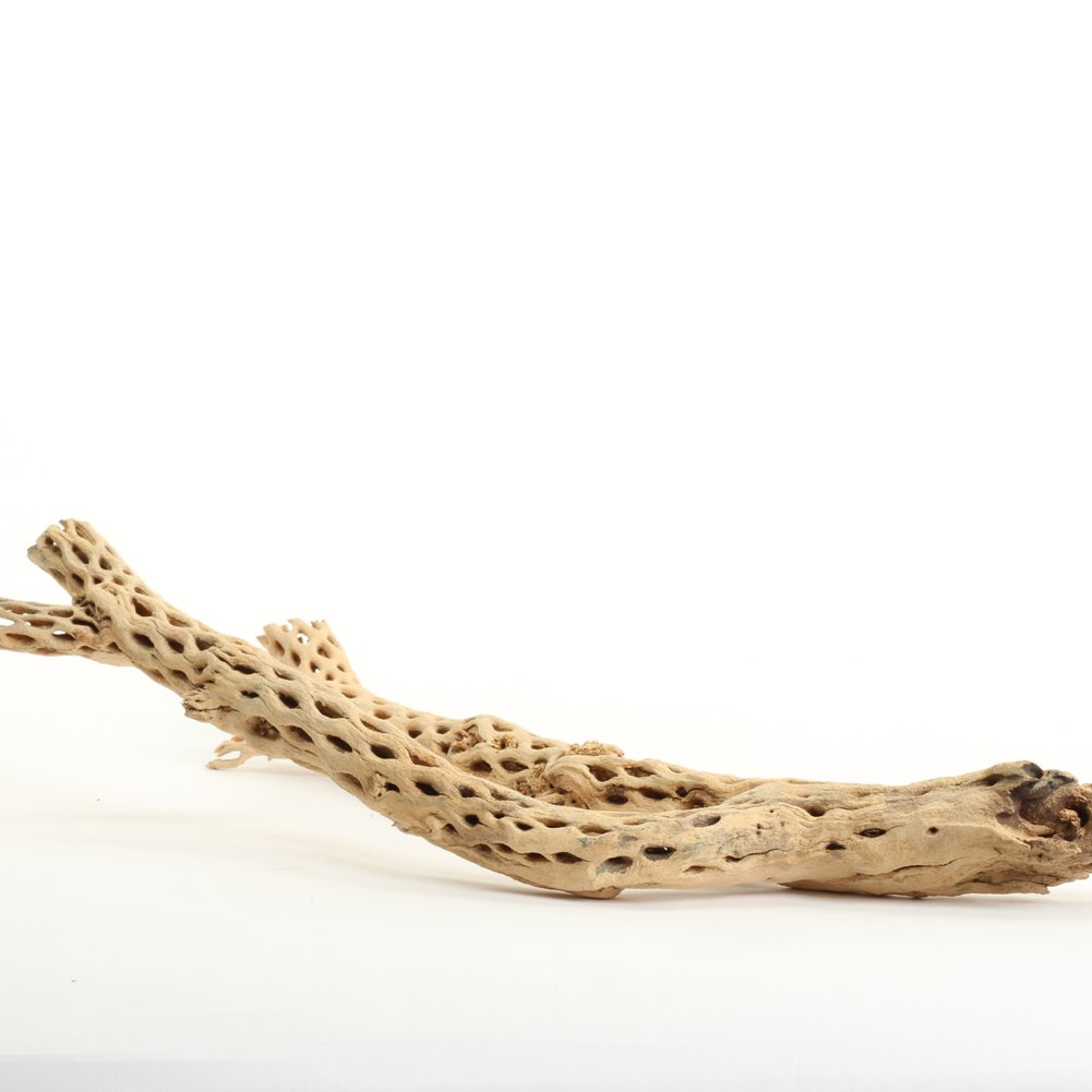 Koyal Wholesale 12 Inch Natural Cholla Wood for Aquarium & Terrarium - Perfect for Reptile Habitats, Fish Tanks, and Hermit Crab Decor