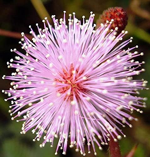 **Non-GMO Sensitive Plant Seeds (Mimosa Pudica) - Dwarf Touch-Me-Not Shameplant for Home Gardening, Indoor/Outdoor Planting, Kids Science Projects & Unique Gift Ideas**