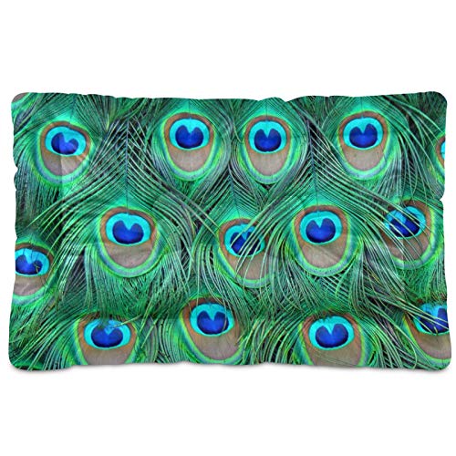 Peacock Feather