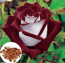 20 Rare Osiria Hybrid Tea Rose Seeds - Exotic Dragon Rose Flower Seeds for Planting, Gardening, and Landscaping | Fresh & High Germination Rate | Perfect for Home Gardens, Wedding Bouquets, and Floral Arrangements