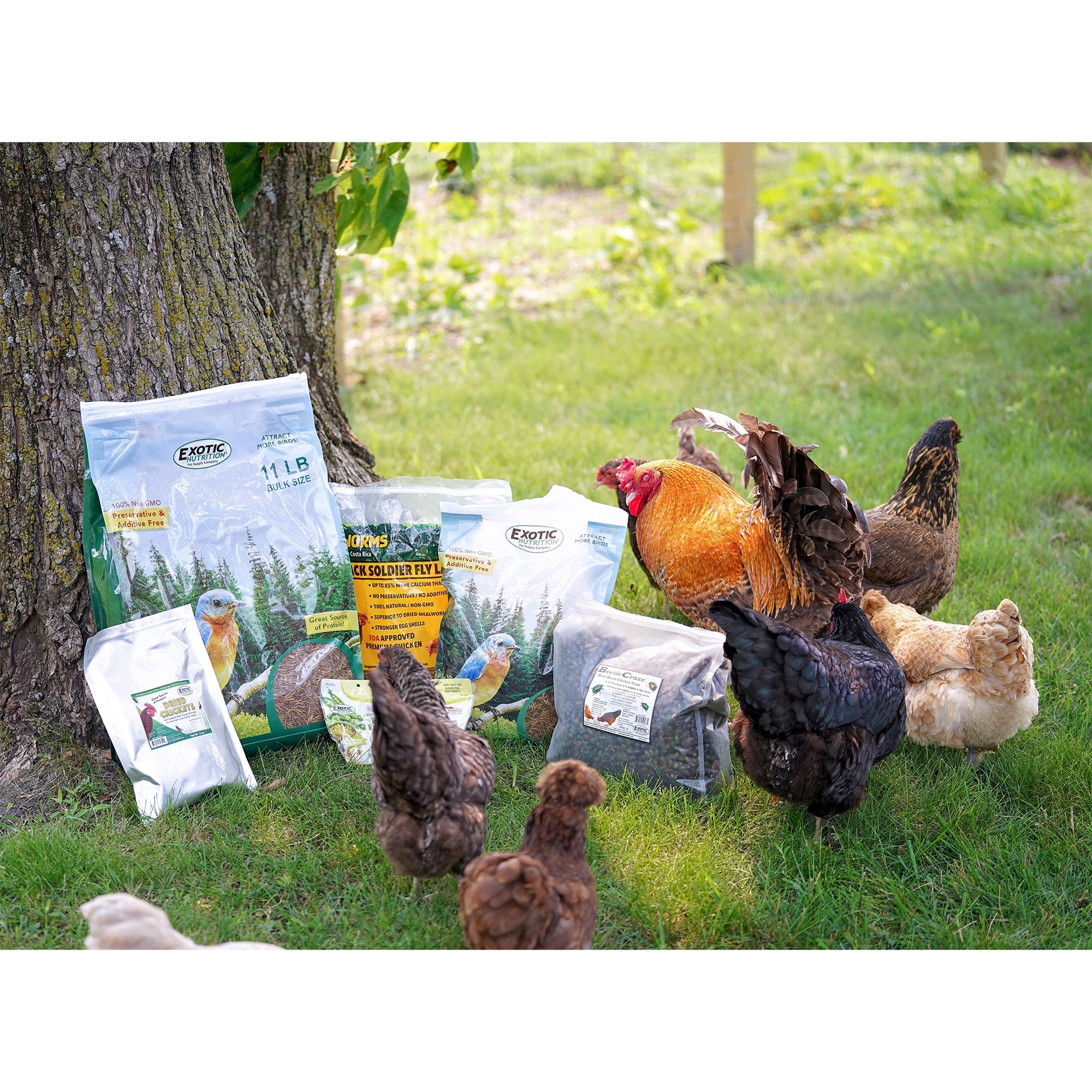 Premium Dried Mealworms 2 lb - High Protein Natural Bird & Chicken Feed - Perfect for Wild Birds, Poultry, Reptiles & Fishing Bait