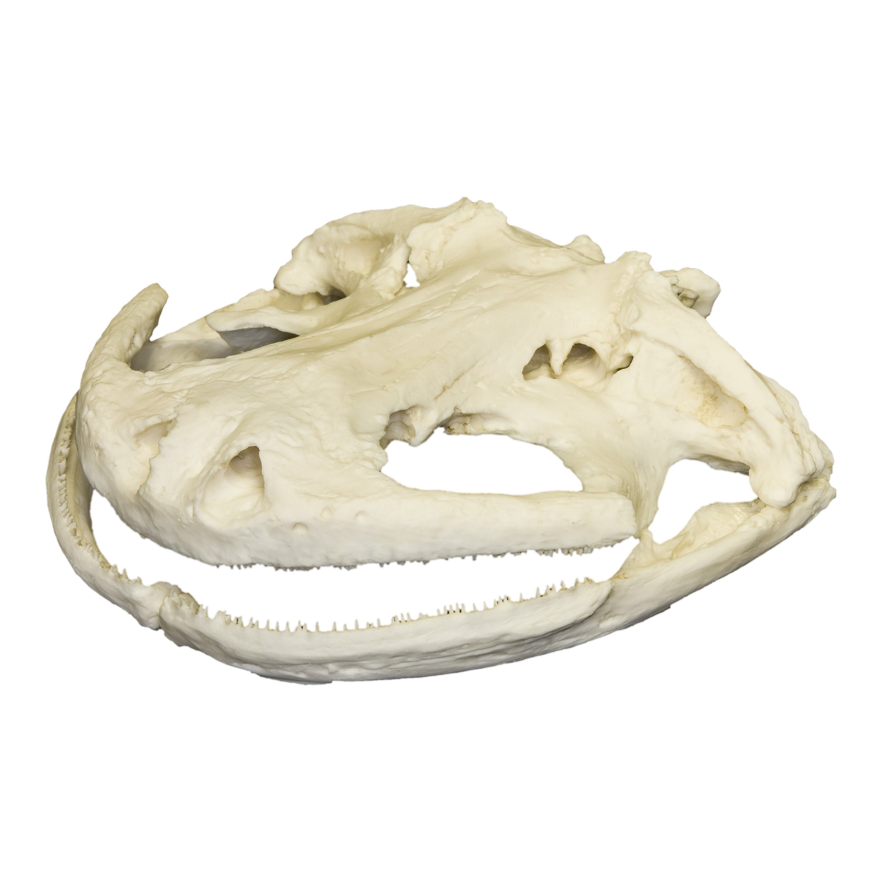 Authentic Replica Giant Salamander Skull - Lifelike 3D Printed Animal Skull Model for Science Education, Home Decor & Halloween Props
