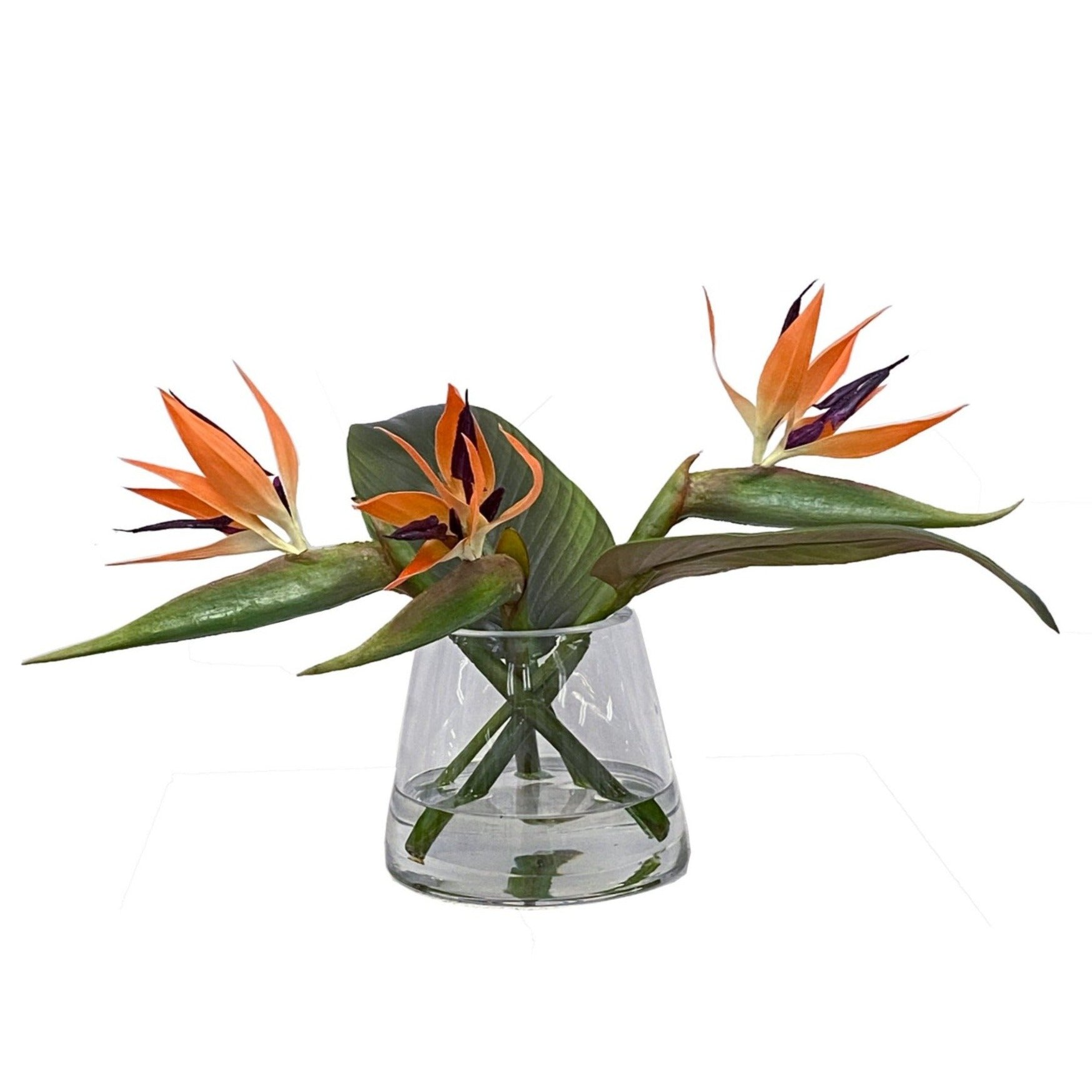 Exotic Birds of Paradise Flowers in Glass Vase - Small Tropical Floral Arrangement for Home Decor, Wedding Centerpieces & Office Table Decorations