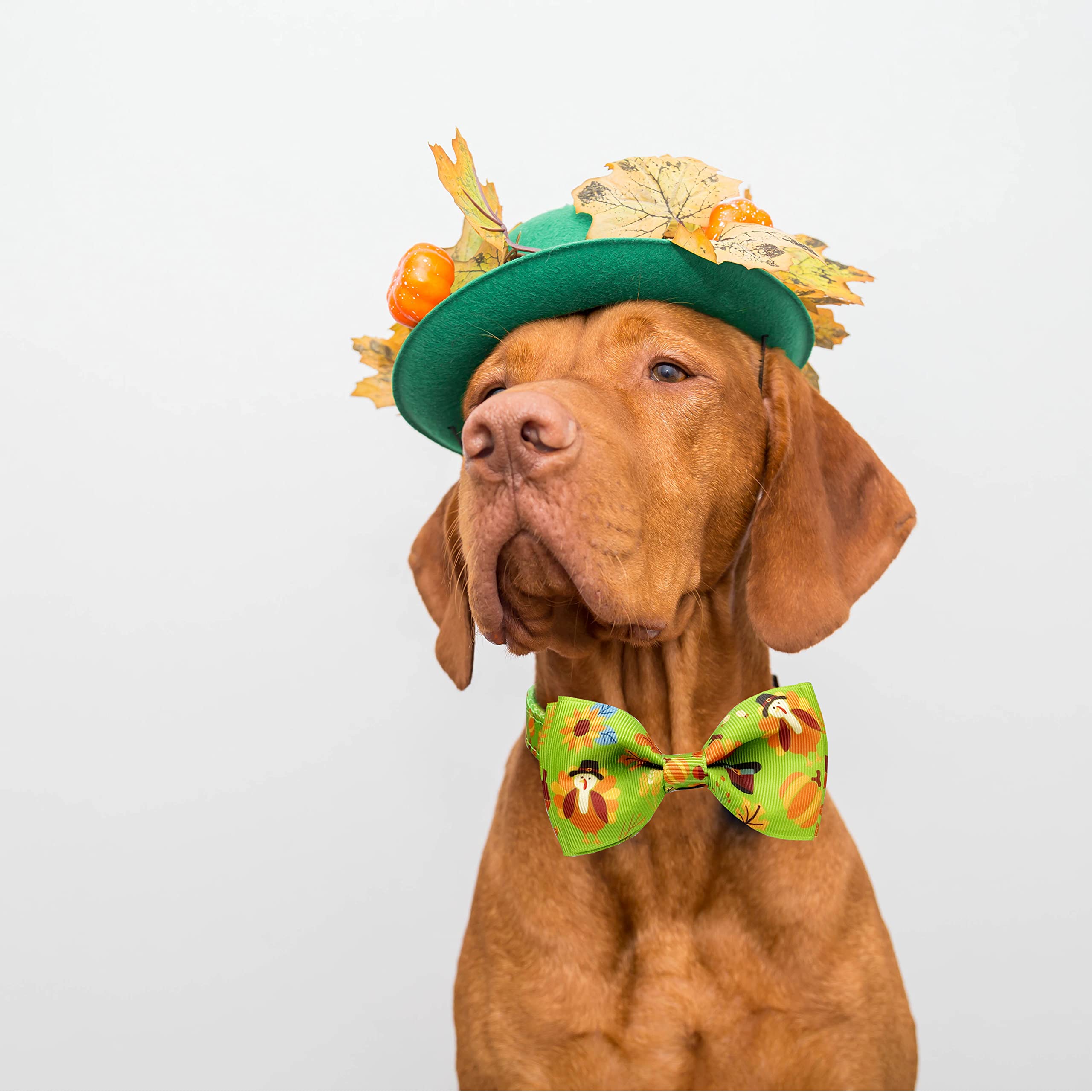 Thanksgiving Dog Collar with Bow Tie - Fall Harvest Turkey & Pumpkin Pet Collar for Small, Medium, Large Dogs - Adjustable Holiday Costume Accessory for Puppies & Pets (Large) - Perfect for Thanksgiving Parties & Autumn Photo Shoots