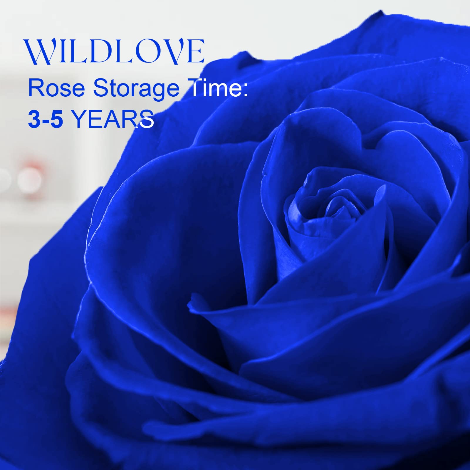 WILDLOVE Preserved Real Rose with 'I Love You' Necklace - Valentine's Day Gifts for Her, Mom, Wife, Girlfriend | Anniversary & Birthday Present for Women | Romantic Keepsake for Special Occasions