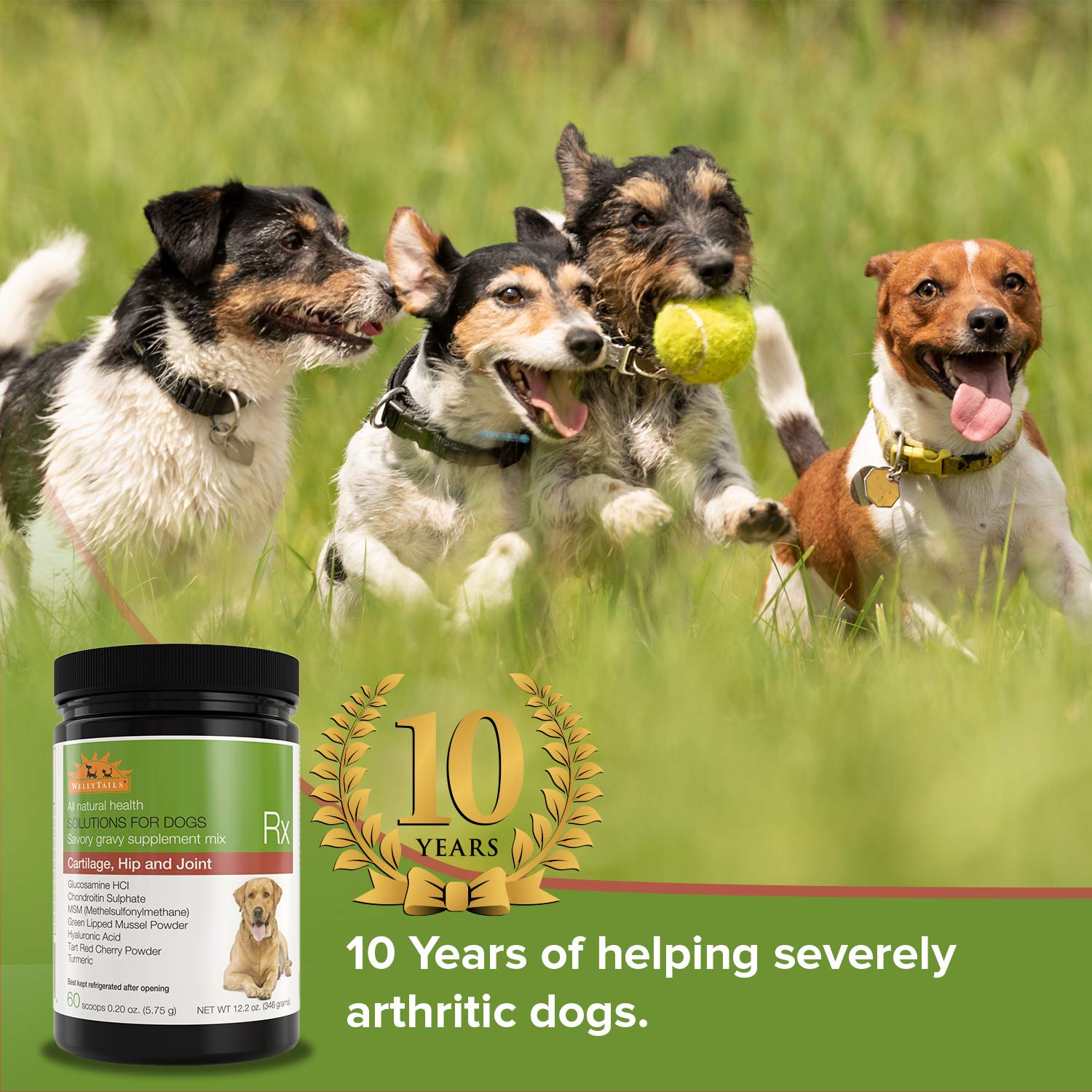 Premium Glucosamine Chondroitin MSM & Turmeric Joint Supplement for Large Dogs - 48.8oz (240 Scoops) - Supports Hip & Joint Health for Senior & Active Dogs - Ideal for Mobility & Arthritis Relief