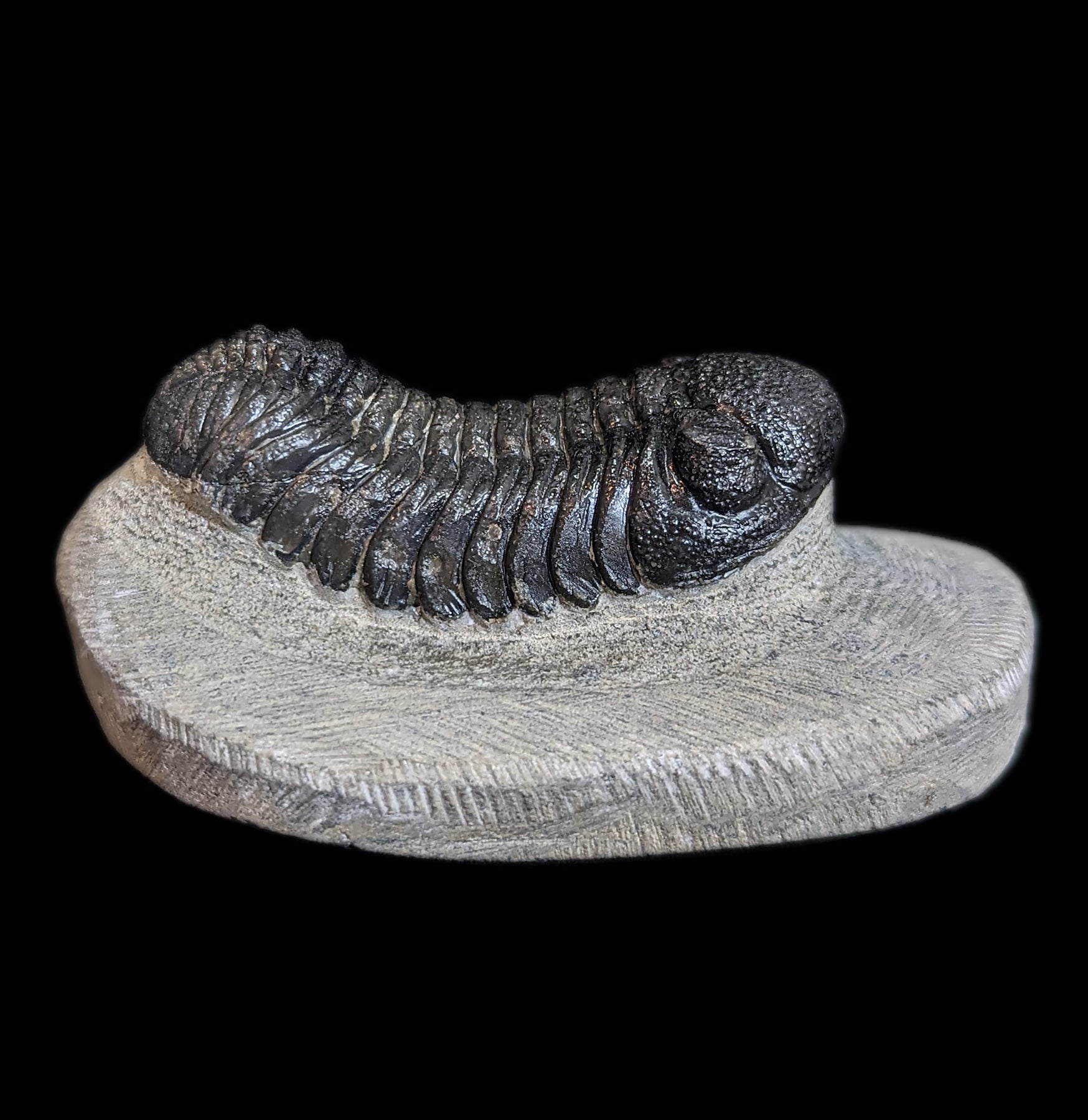 Eldredgeops Rana Trilobite Fossil in Matrix - Authentic Devonian Era Fossil Specimen for Collectors & Home Decor | Perfect for Science Enthusiasts & Unique Gift Ideas