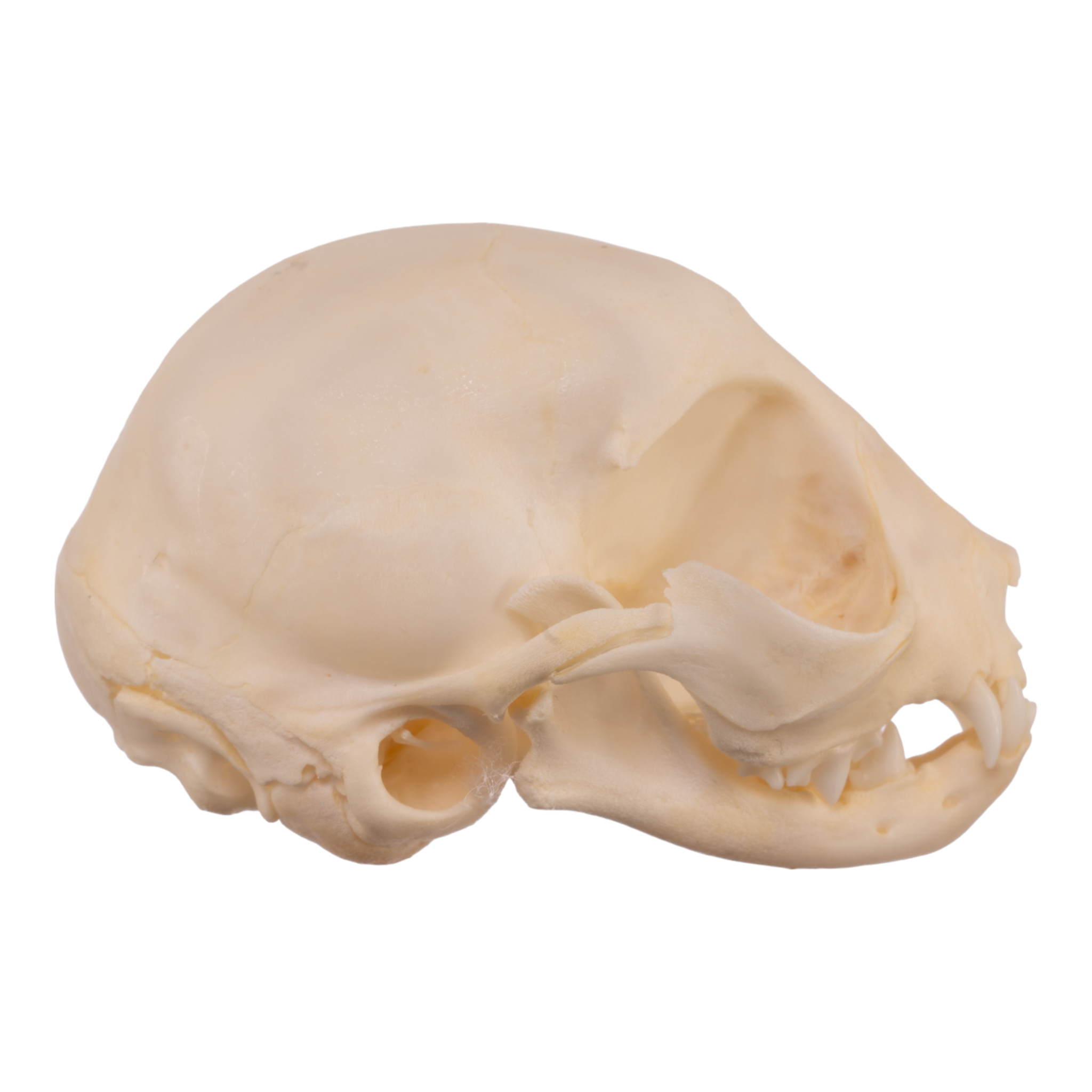 Real Domestic Cat Skull Replica - Authentic Kitten Skull Specimen for Veterinary Study, Taxidermy & Gothic Decor | Perfect for Halloween, Oddity Collections & Anatomy Education