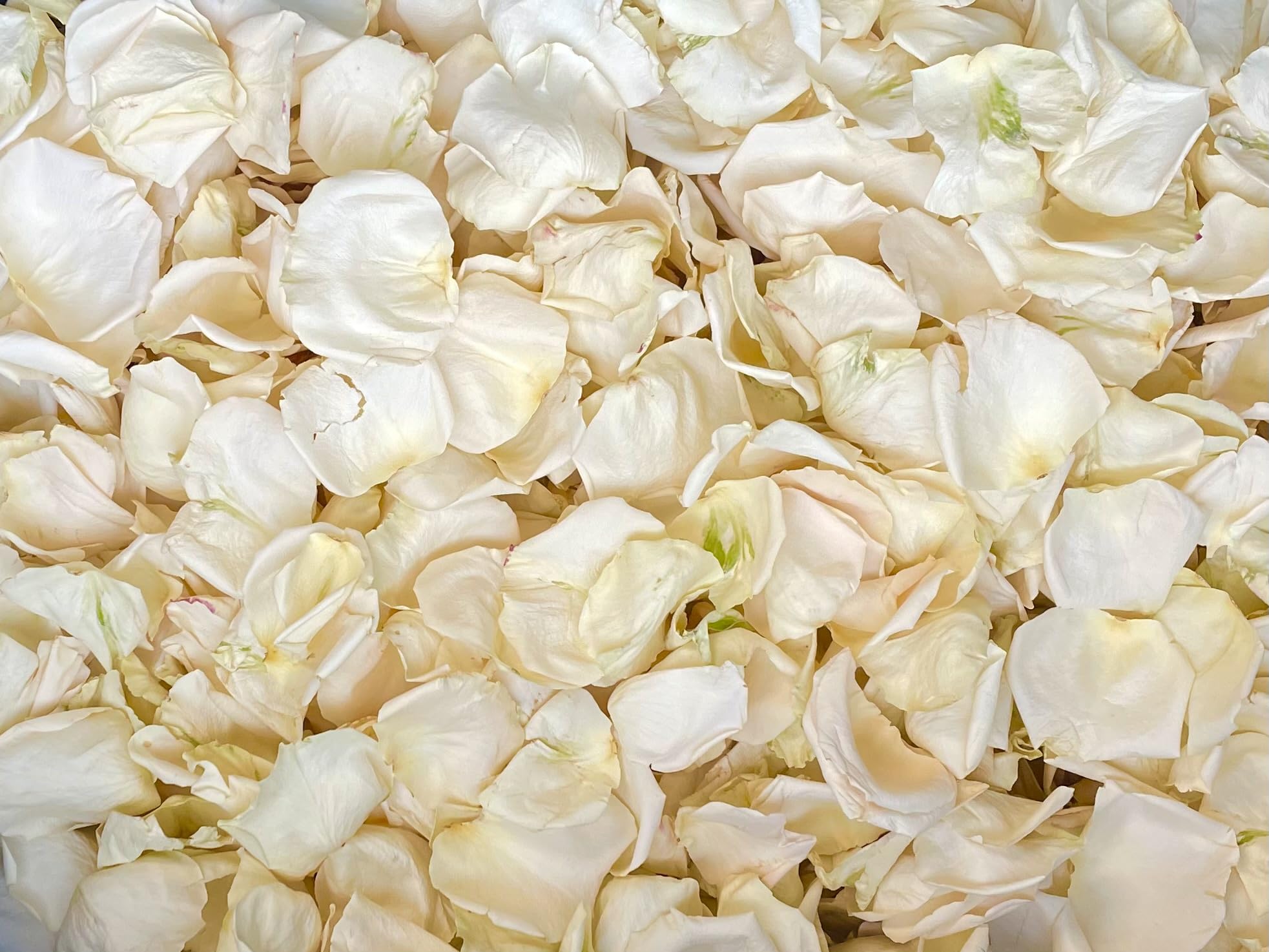 Freeze Dried Rose Petals - 60 Cups Ivory for Wedding Aisle Decor, Bridal Toss, Pathways & Romantic Events - Long Lasting & Fragrant - Perfect for Weddings, Anniversaries & Special Occasions