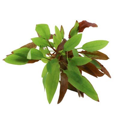 Dennerle Cryptocoryne Affinis 'Dark Orange' Live Aquarium Plant - Easy Aquatic Plant for Freshwater Fish Tanks, Aquascaping & Low Light Aquariums