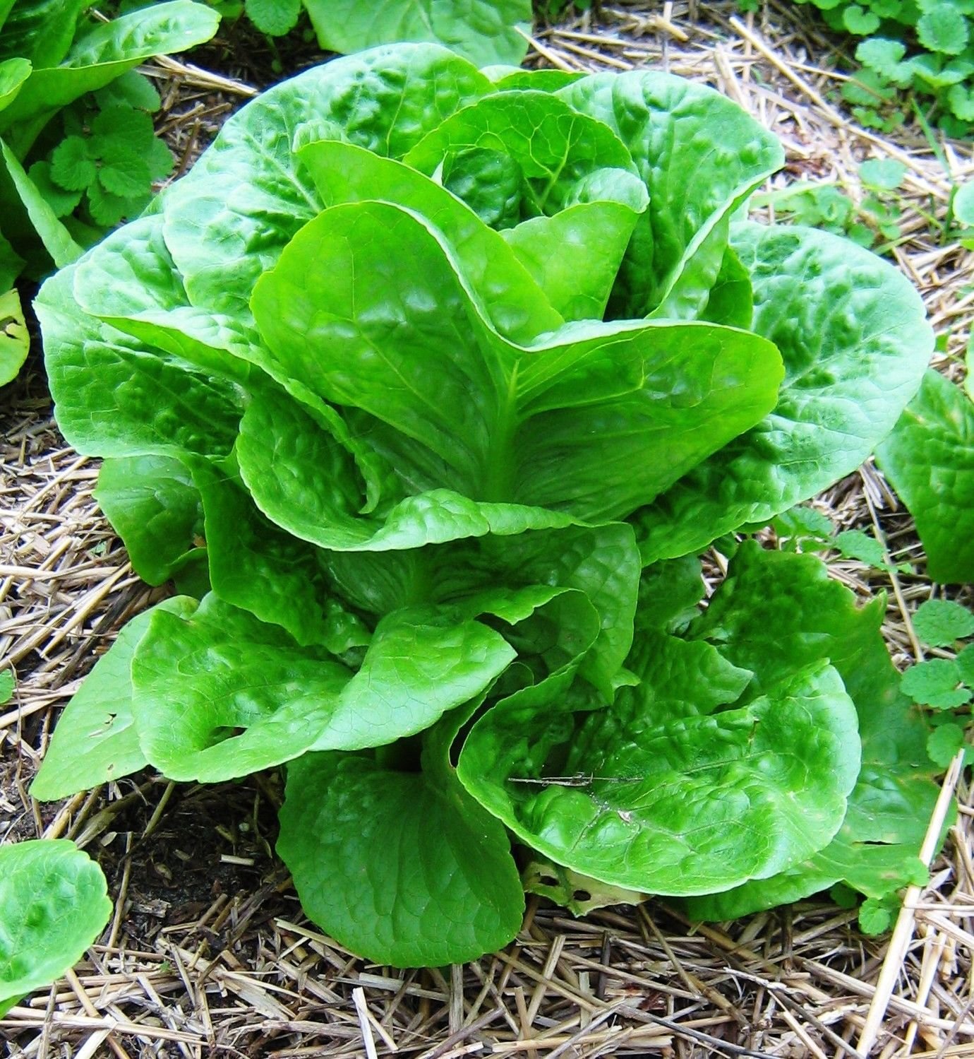 Organic Non-GMO Buttercrunch Lettuce Seeds (2000 Seeds) - Fresh Salad Greens for Home Garden, Hydroponics & Healthy Eating - Perfect for Salads, Sandwiches & Smoothie Bowls