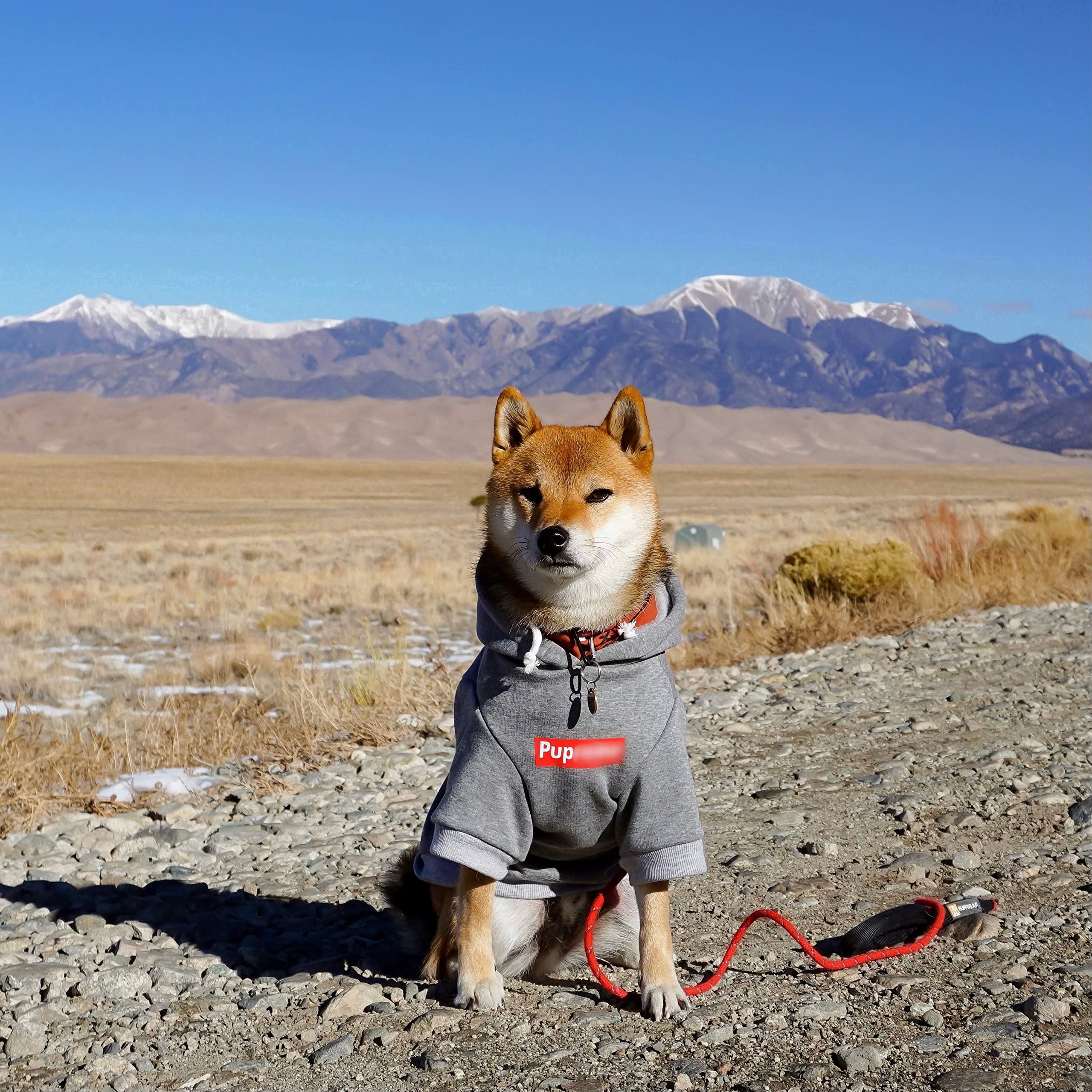 ChoChoCho Pup Dog Hoodie - Stylish Cotton Pet Sweater for Small, Medium, Large Dogs & Cats (4XL) - Cozy Streetwear Outfit for Winter Walks & Indoor Comfort
