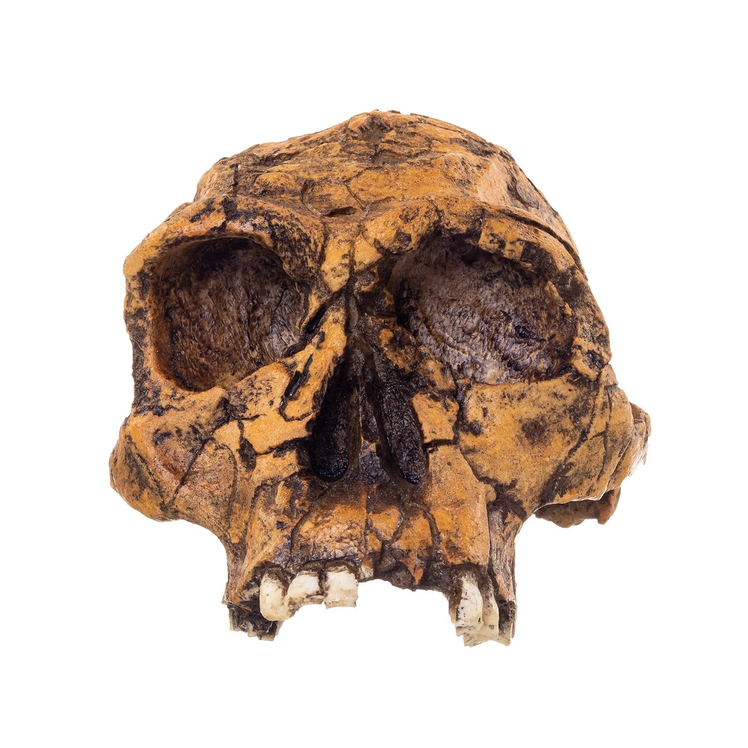Authentic Replica KNM ER 1813 Skull - High Quality Hominid Fossil Reproduction for Anthropology Study, Museum Display & Educational Collections