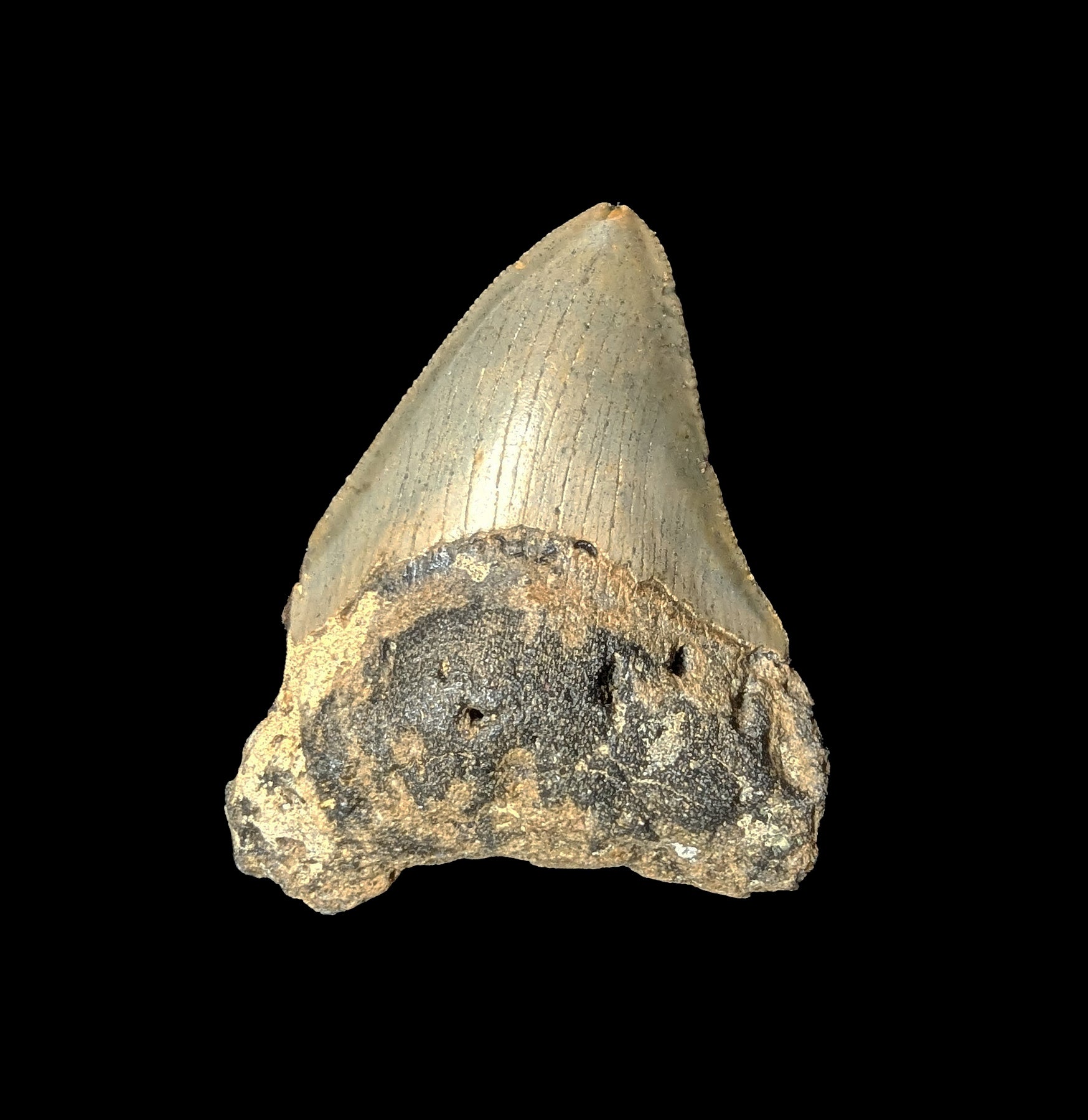 Authentic Small Megalodon Tooth Fossil - Genuine Shark Tooth Collectible for Home Decor, Jewelry Making & Paleontology Enthusiasts