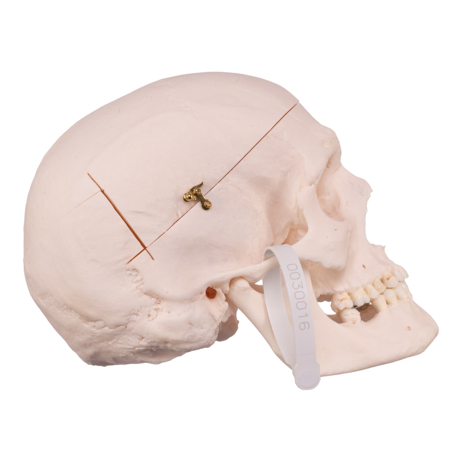 Authentic Human Skull Model for Medical Research & Education - Perfect for Anatomy Studies, Forensic Training & Halloween Decor