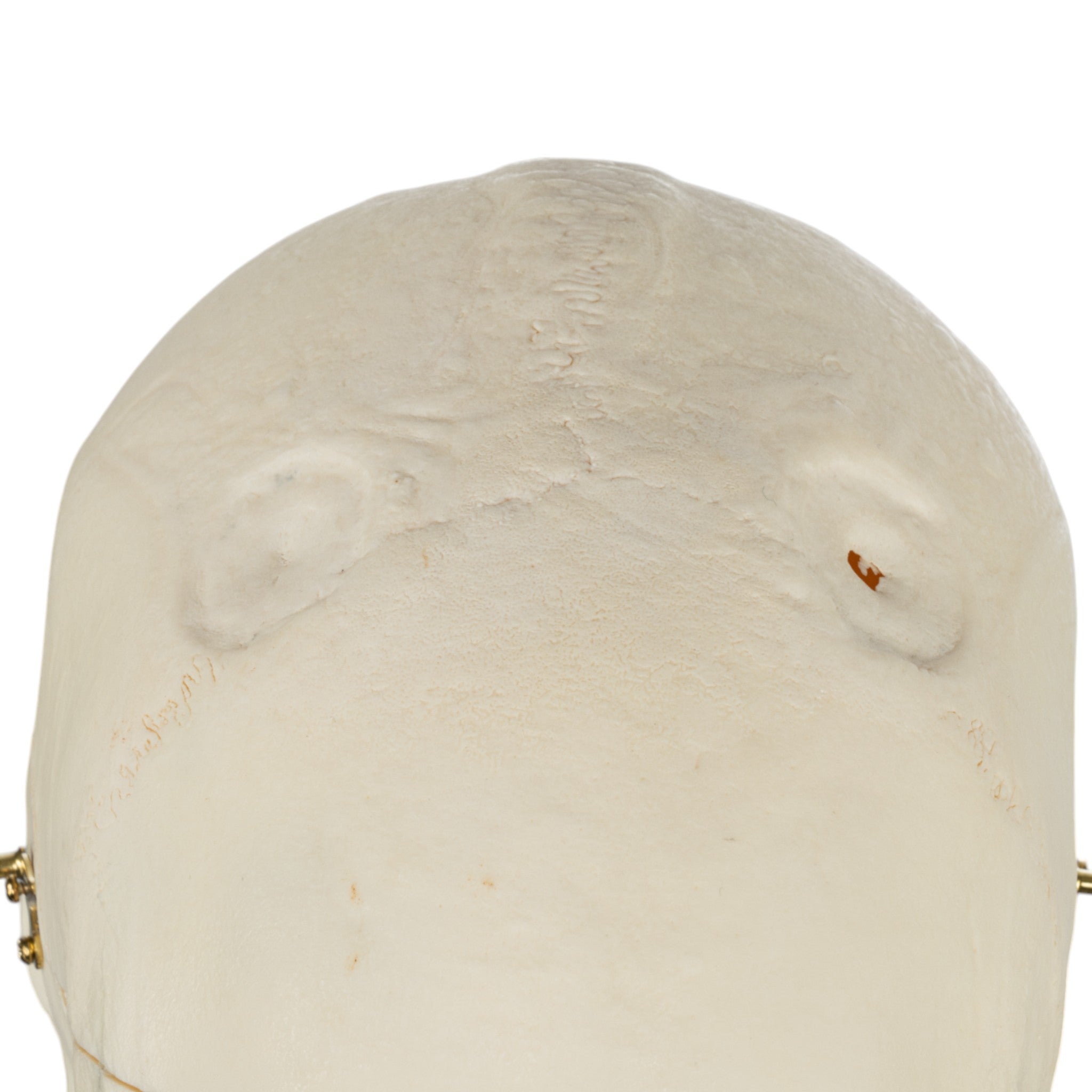 Premium Anatomical Human Skull Model for Medical Research & Pathology Studies - Ideal for Medical Training, Classroom Education & Forensic Analysis