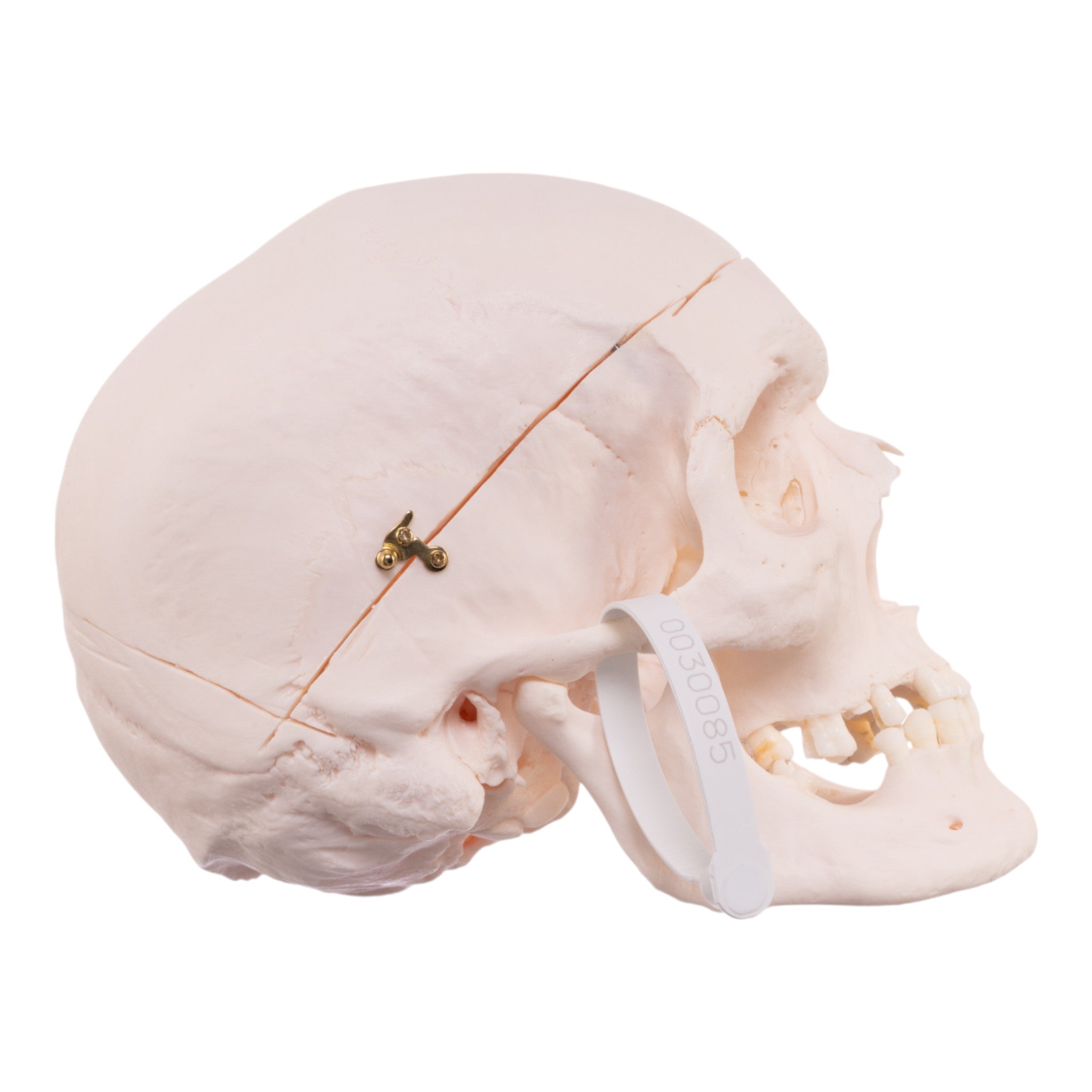 Authentic Human Skull Model for Medical Research & Education - Perfect for Anatomy Studies, Classroom Demonstrations & Halloween Decor