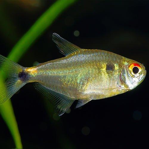 Head and Tail Light Tetra Fish - Live Freshwater Aquarium Fish for Home & Office Tanks - Perfect for Community Aquariums & Tropical Fish Tanks
