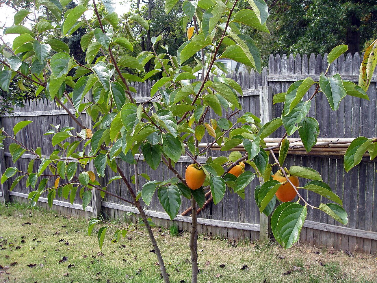 American Persimmon Tree (Diospyros virginiana) - 3.25