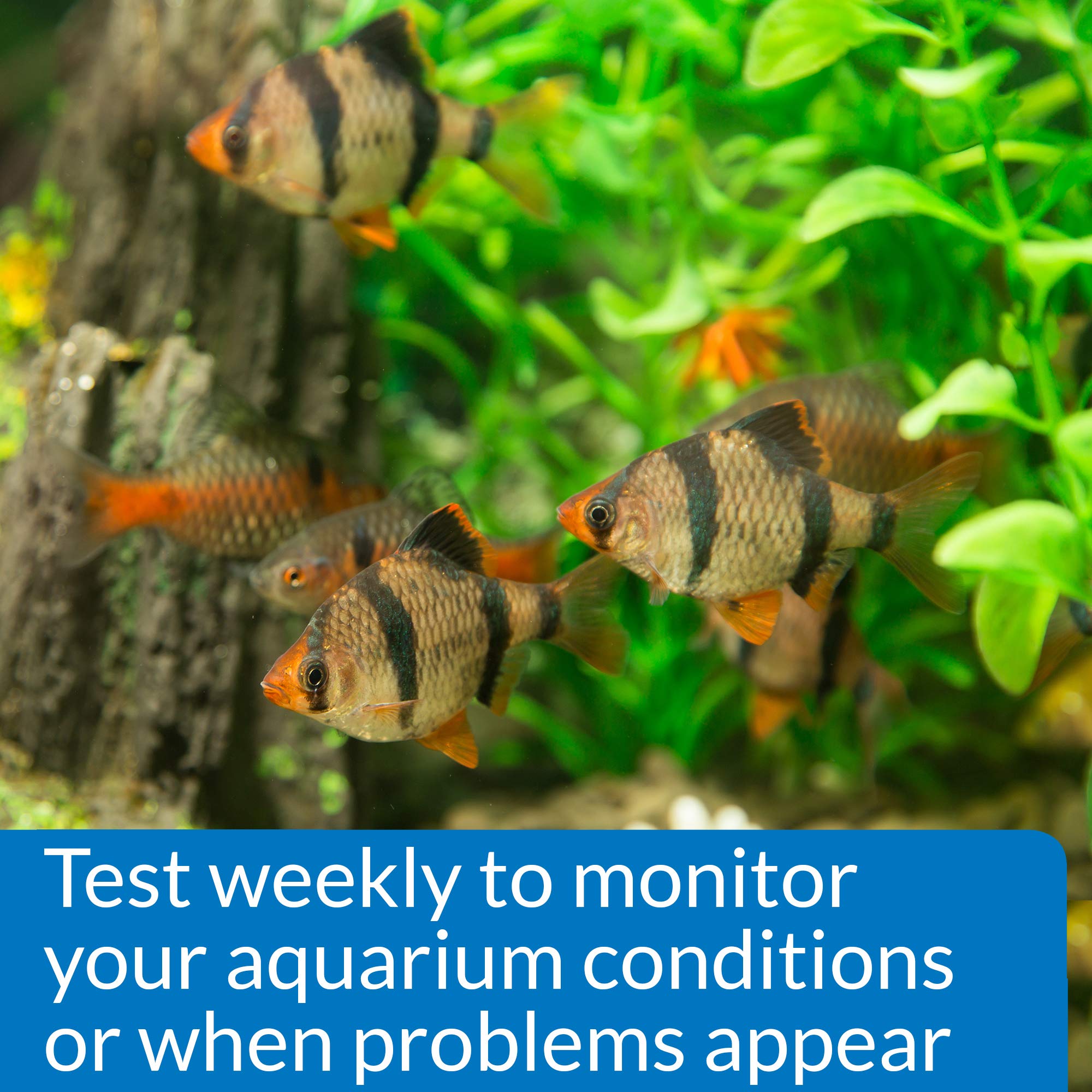 API Phosphate Test Kit for Aquariums - Accurate Water Testing for Freshwater & Saltwater Fish Tanks - Essential for Maintaining Healthy Aquatic Life
