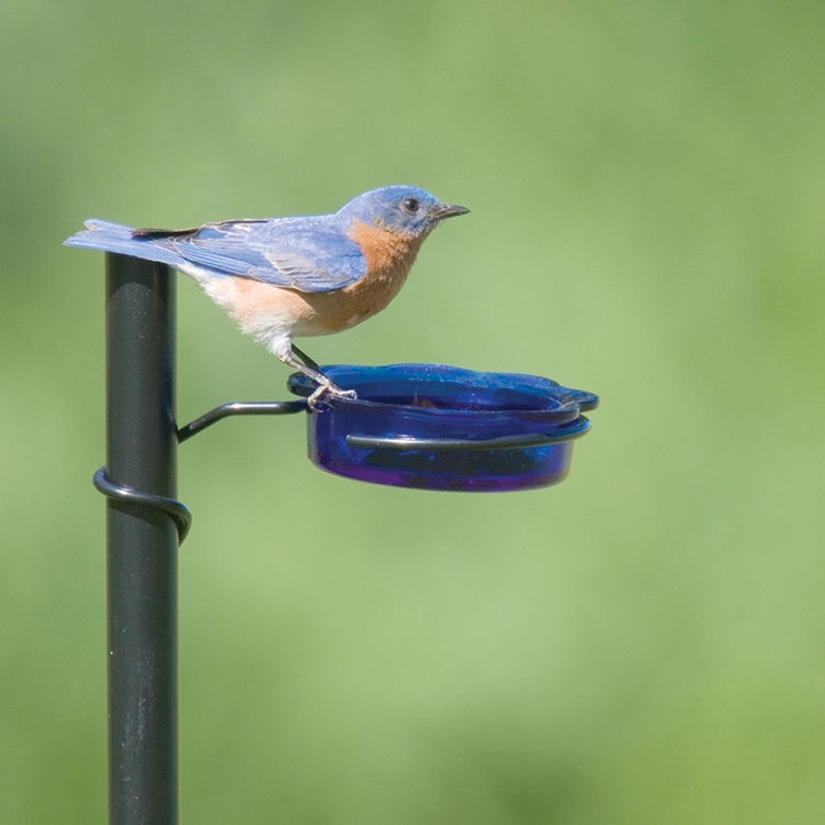 Bluebird Dish Feeder - Quick Connect Hanging Bird Feeder for Outdoor Garden & Patio - Attracts Bluebirds, Finches & Songbirds - Perfect for Backyard Bird Watching & Nature Lovers