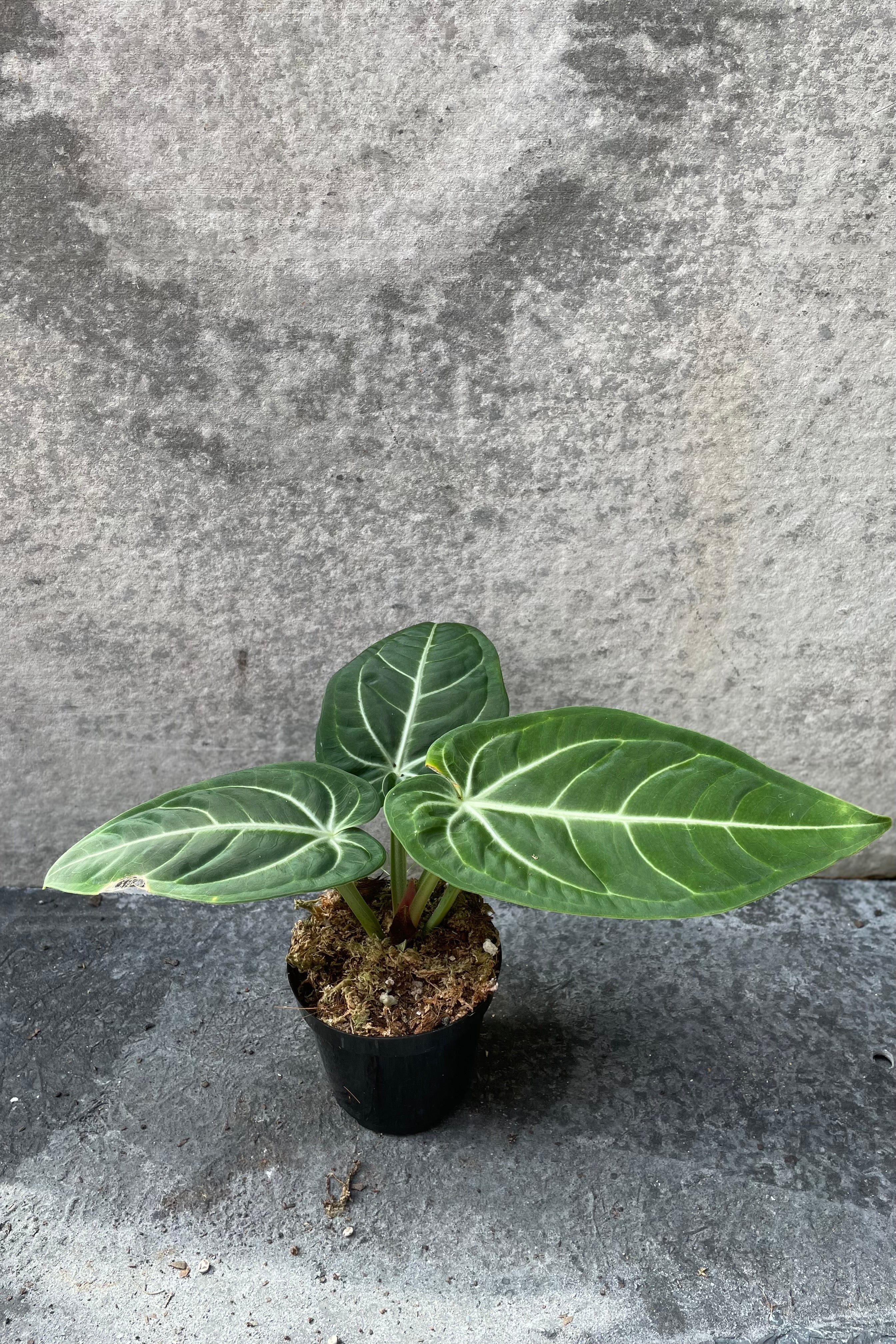 Anthurium Villenaorum 4.5 Inch - Rare Tropical Houseplant for Home & Office Decor - Perfect for Indoor Gardens, Gift Giving & Plant Enthusiasts
