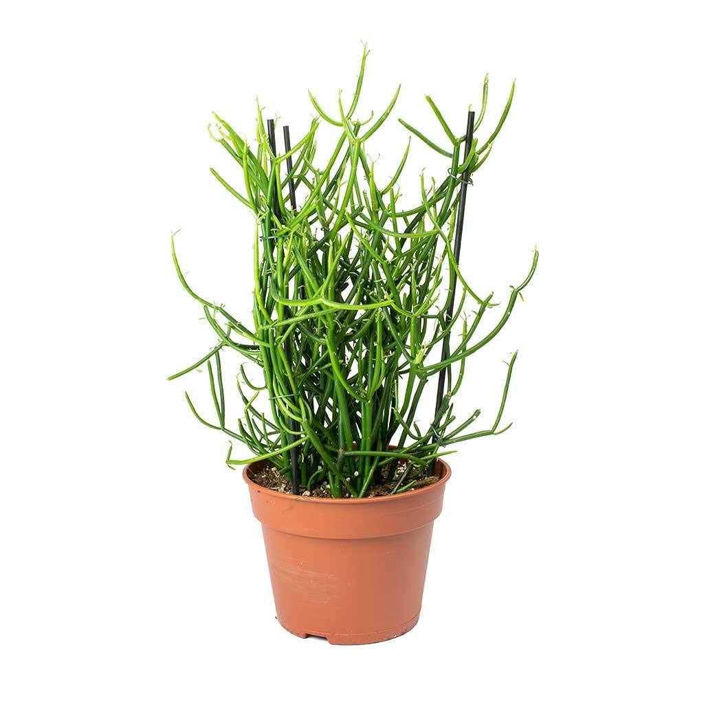 Pencil Cactus (Euphorbia Tirucalli) - 3 Live Succulent Plants in 6 Inch Pots - Low Maintenance Indoor Outdoor Houseplant for Home, Office, and Garden Decor