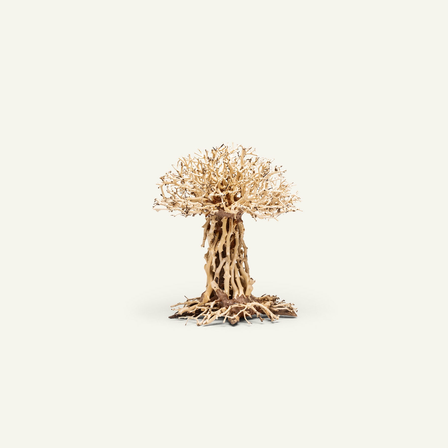 Uns Bonsai 007 - Premium Mini Bonsai Tree Kit for Home & Office Decor, Perfect Gift for Plant Lovers, Zen Garden & Indoor Gardening Enthusiasts