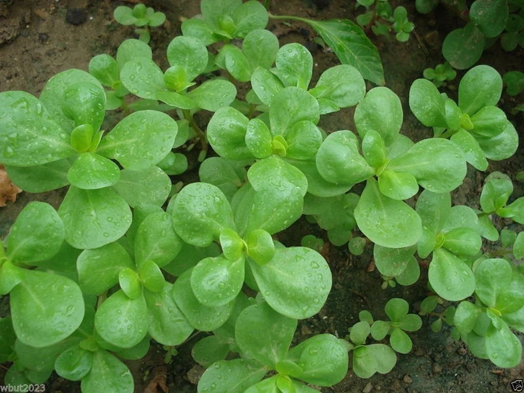 1000 Organic Purslane Seeds - Non-GMO, High in Omega-3 Fatty Acids for Healthy Diet | Perfect for Home Gardening, Smoothies & Nutritional Supplements