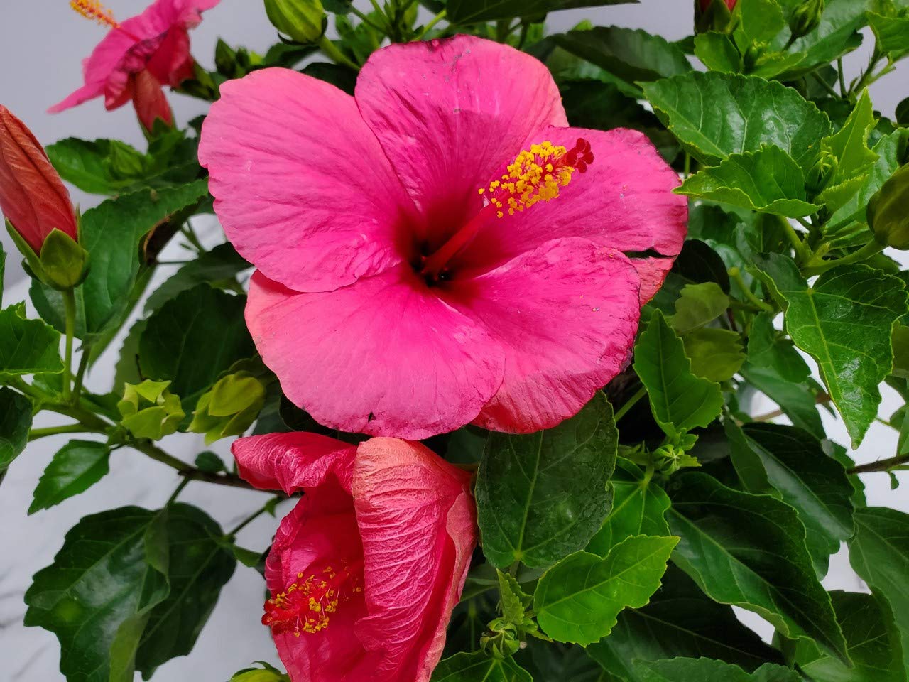 Yoder Dwarf Pink Cayman Wind Hibiscus Plant - Live Tropical Flower Bush 22-26