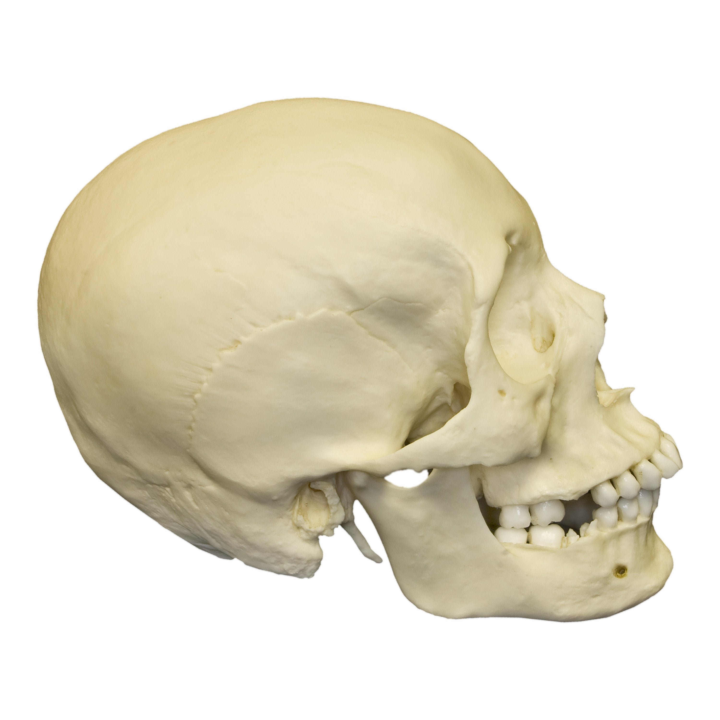 Authentic African Female Human Skull Replica - Perfect for Halloween Decor, Medical Education & Anthropology Studies
