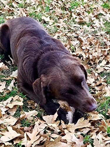 Premium Deer Antler Dog Chews (Large 3 Pack, 6-7 Inches) - Natural, Long-Lasting Dog Chew Toy for Medium to Large Breeds - Ethically-Sourced & Irresistible - Perfect for Teething, Dental Health & Aggressive Chewers