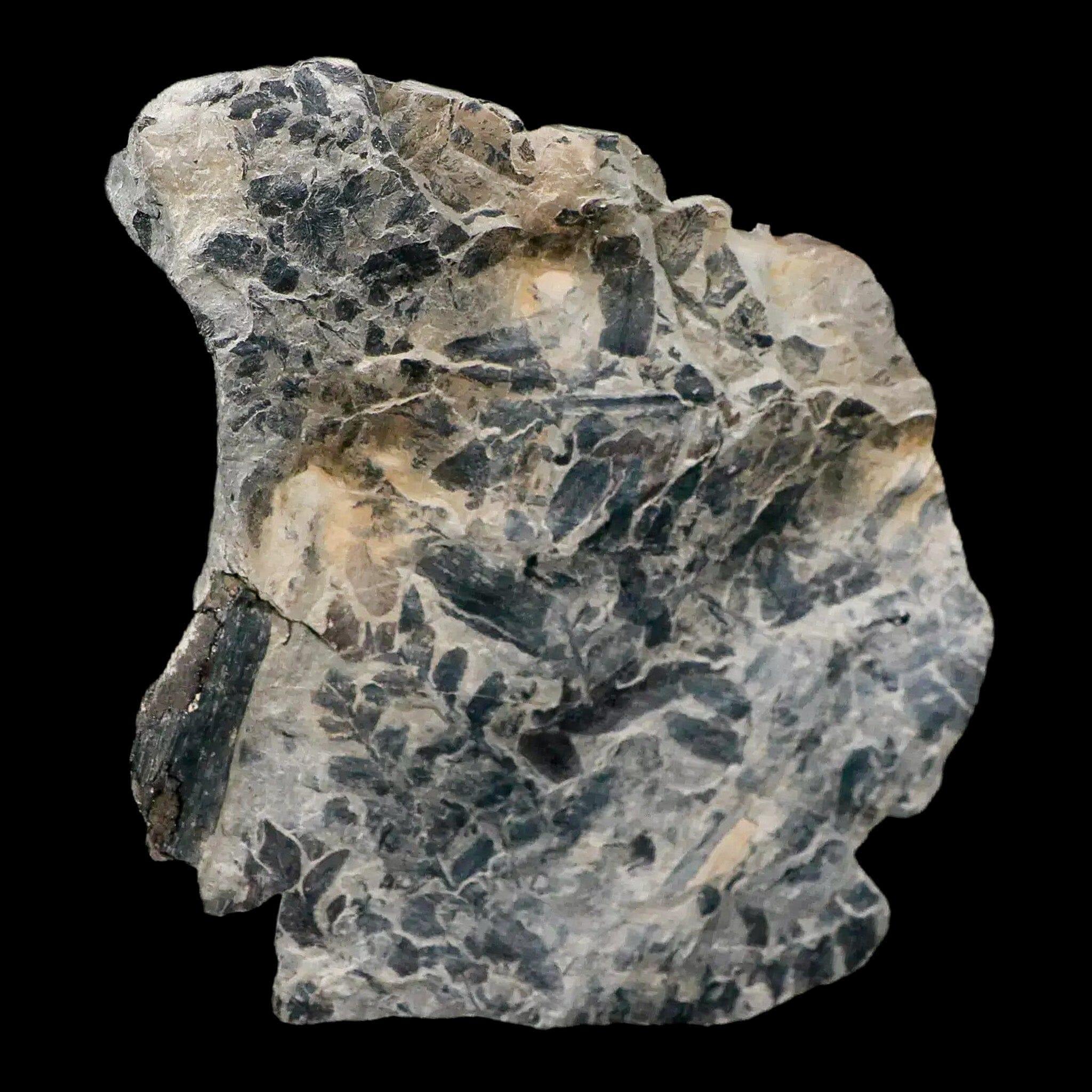 Neuropteris SP Fern Plant Fossil Leaves - Carboniferous Age Specimen from Breathitt Formation, Leslie County KY | Rare Paleobotany Collectible for Home Decor & Science Education
