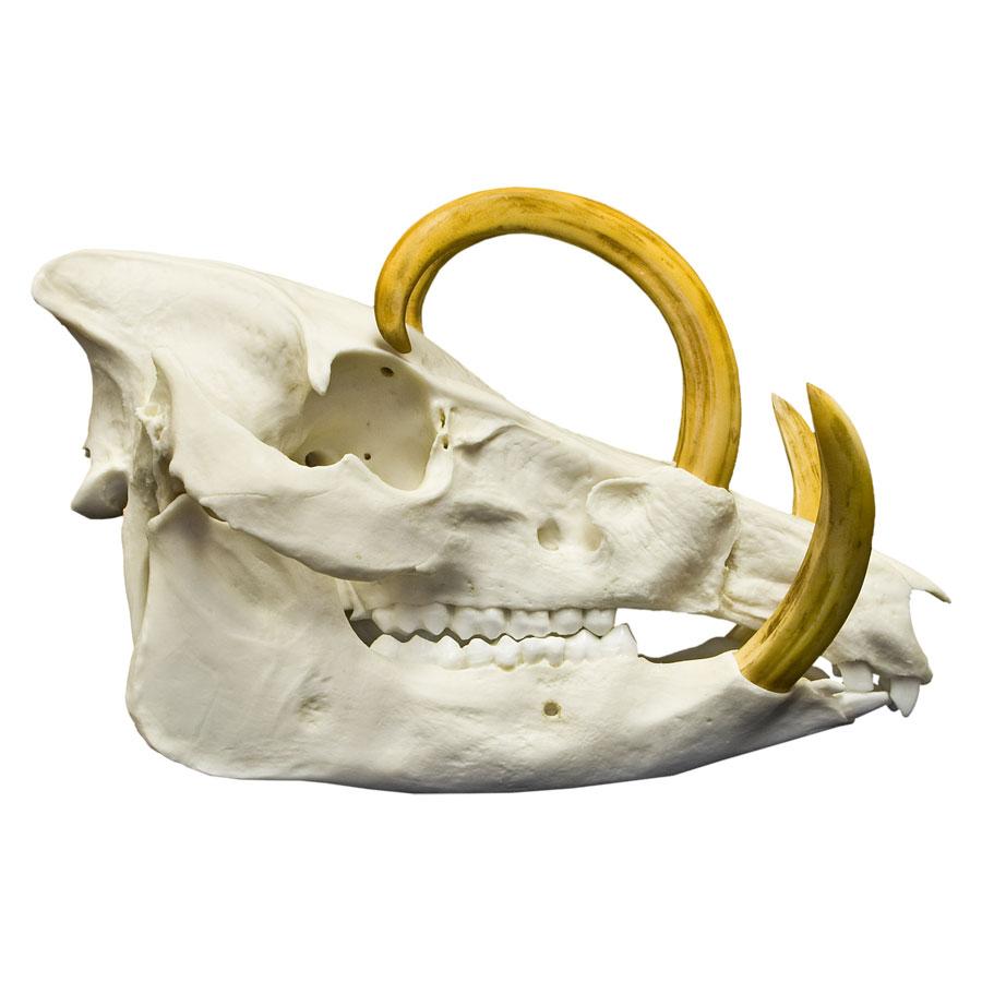 Authentic Replica Babirusa Skull - High-Quality Decorative Animal Skull for Home Decor, Gothic Display, and Halloween Props - Perfect for Taxidermy Collectors and Oddity Lovers