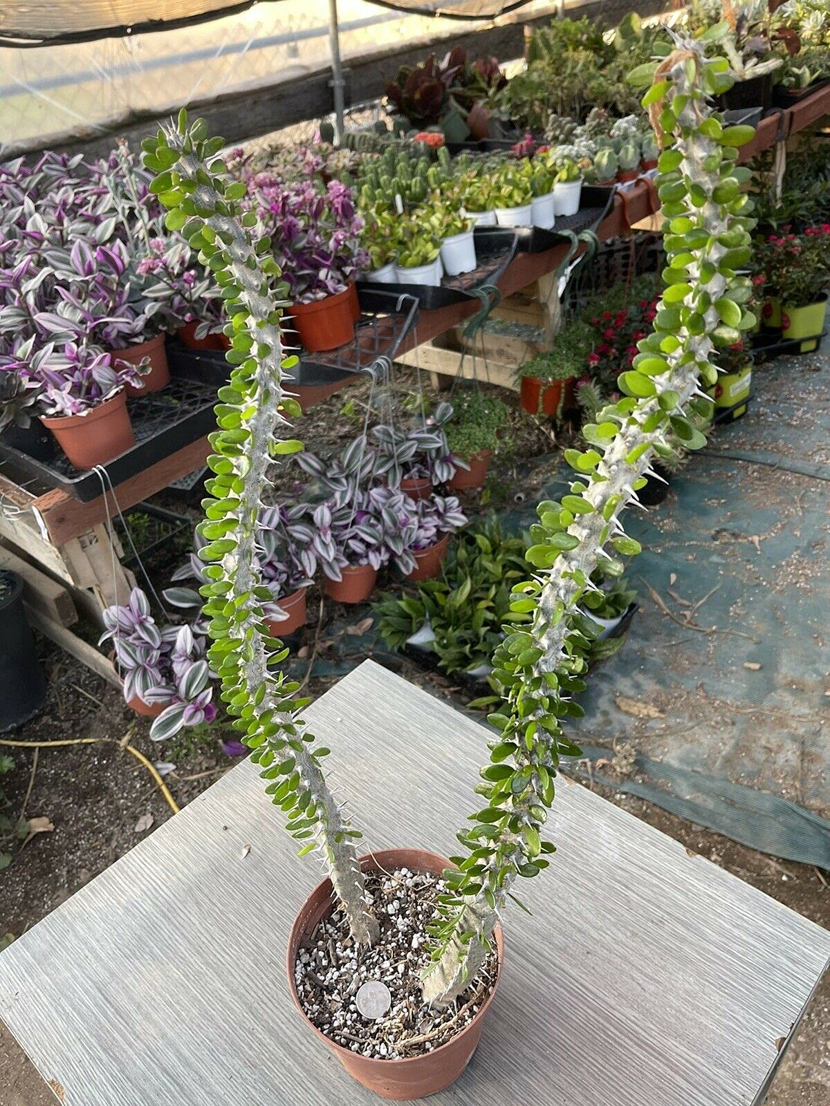 Alluaudia Procera Madagascar Ocotillo Cactus - 24