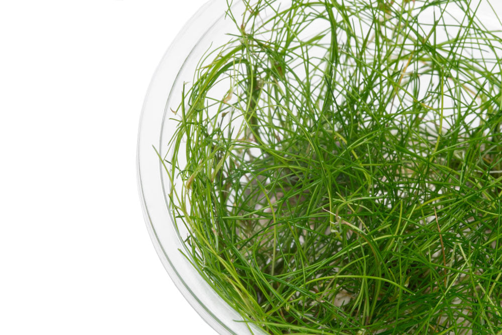 Eleocharis Vivipara Tissue Culture - Live Aquarium Plant for Fish Tanks, Ponds & Aquascaping | Easy to Grow Aquatic Grass for Freshwater Ecosystems
