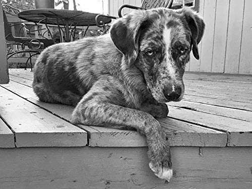 20x30 Inch Laminated Dog Poster - Vibrant Retriever Resting Art Print for Home Decor | Perfect for Living Room, Bedroom & Office Wall Art