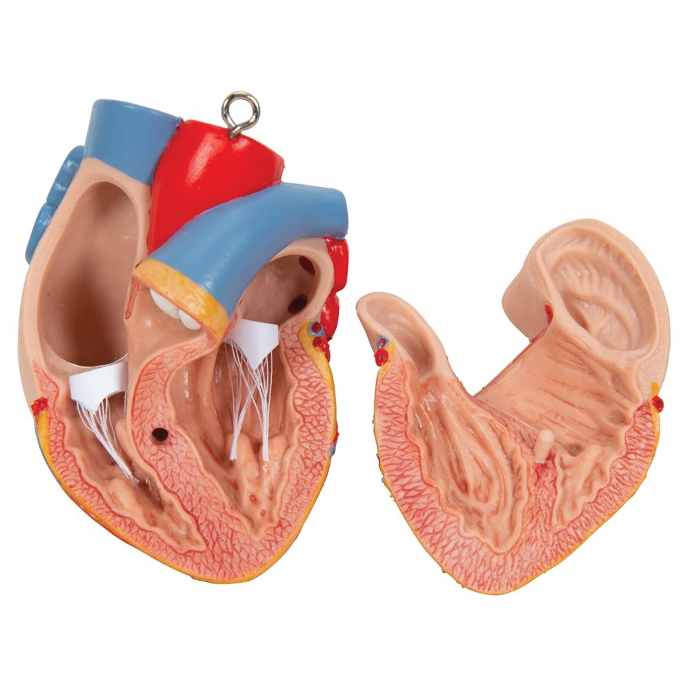 Unisex Anatomical Torso Model with Removable Ribs & Open Back - 21-Part Human Body Anatomy Kit for Medical Students & Science Education