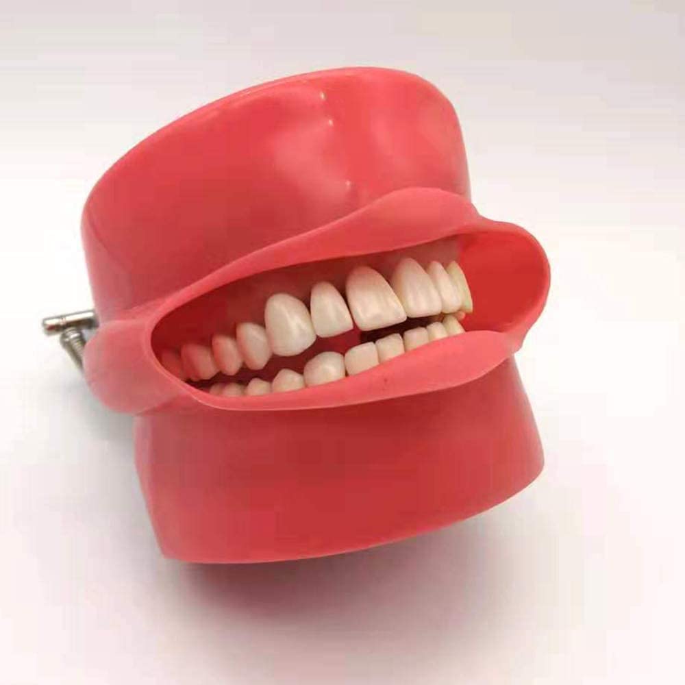Professional Dental Full Mouth Detachable Tooth Simulation Model with 28PCS Teeth - Perfect for Dental Students, Dentists & Orthodontic Training, Classroom Demonstrations & Patient Education