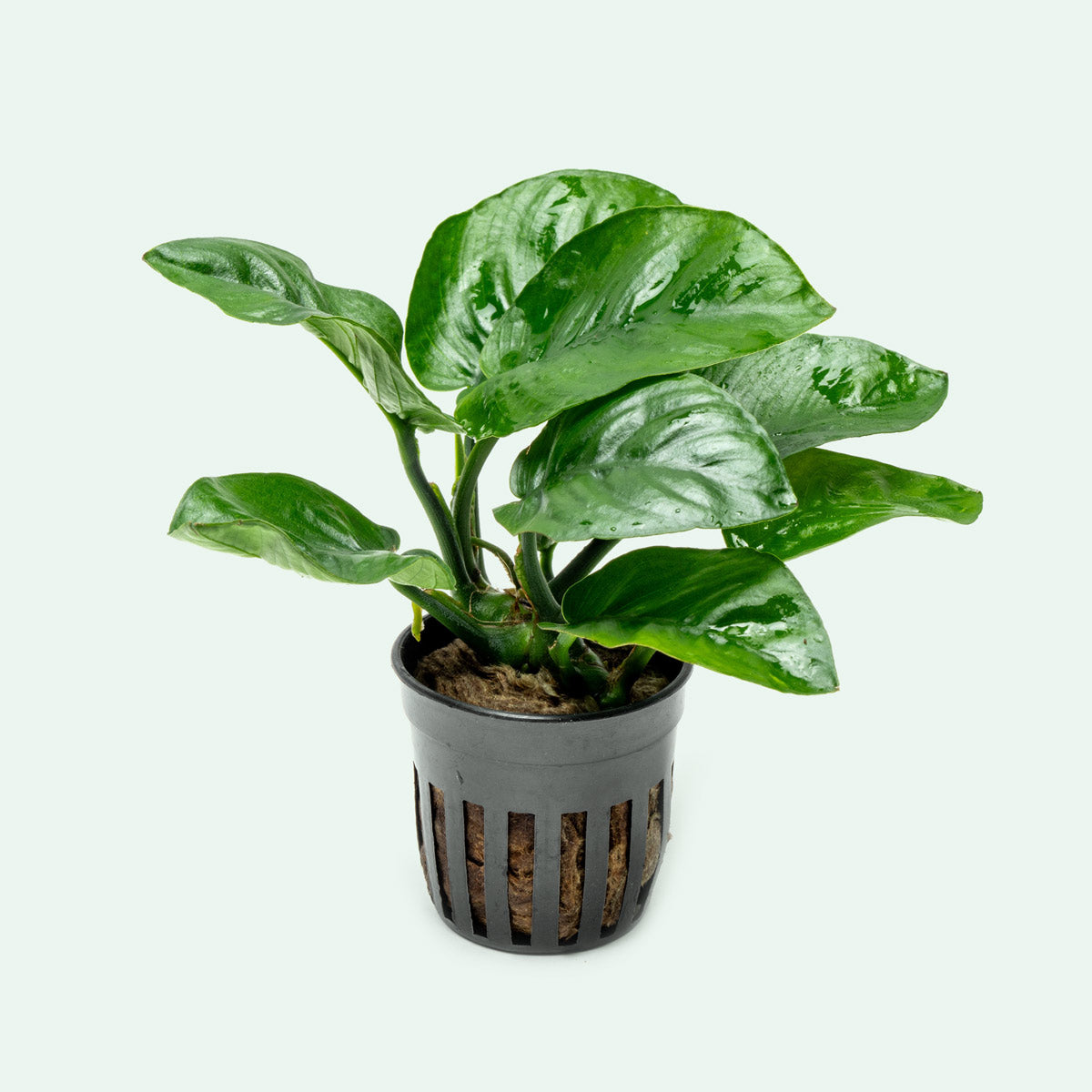 Anubias Barteri Butterfly Aquatic Plant - Live Freshwater Aquarium Plant for Fish Tanks - Easy Low Light Aquascaping Plant for Beginners - Perfect for Aquarium Decoration and Shrimp Habitats