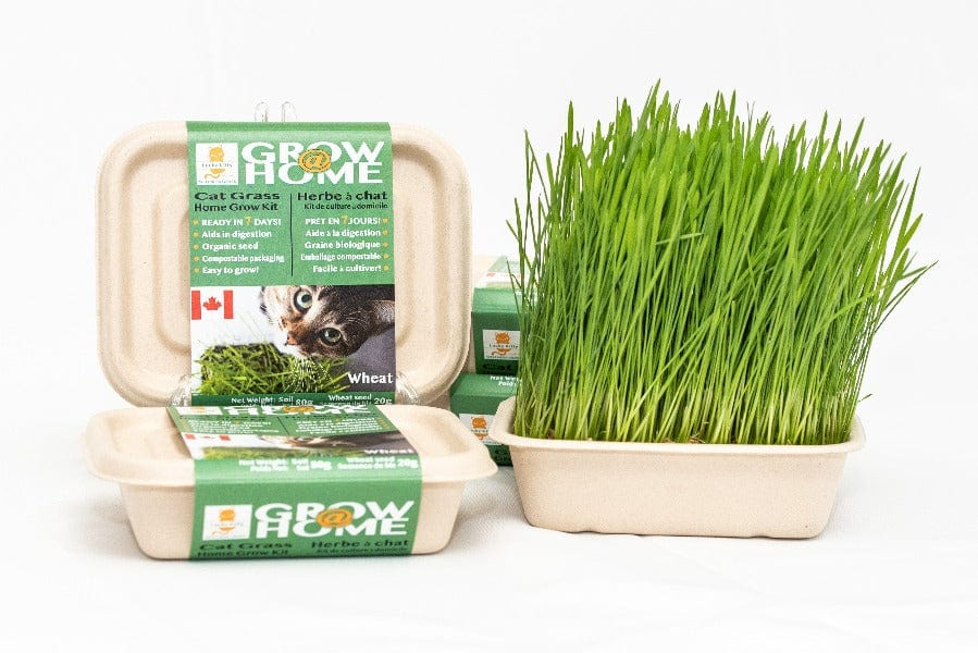 Organic Wheat Grass Grow Kit for Cats - Lucky Kitty Home Planting Set | Indoor Cat Grass Planter for Healthy Digestion & Play