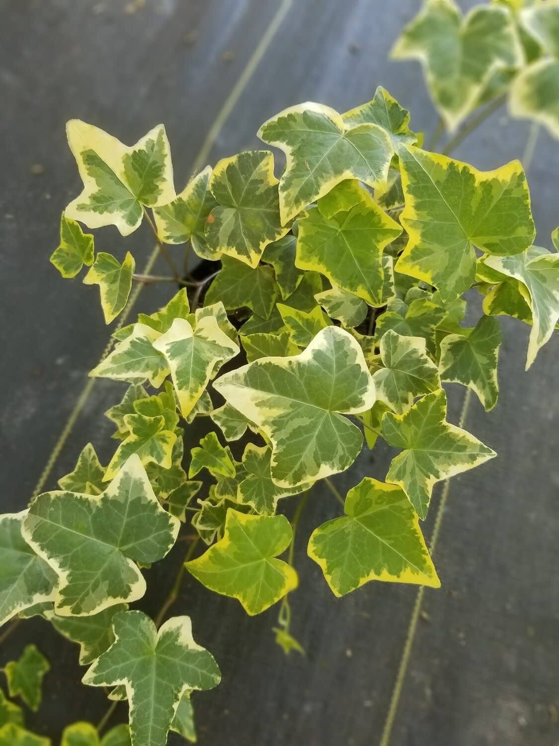 Golden English Ivy - 5 Live Plants in 6 Inch Pots - Hedera Helix - Easy Care Indoor Air Purifying Houseplant Vine for Home, Office & Garden Decor